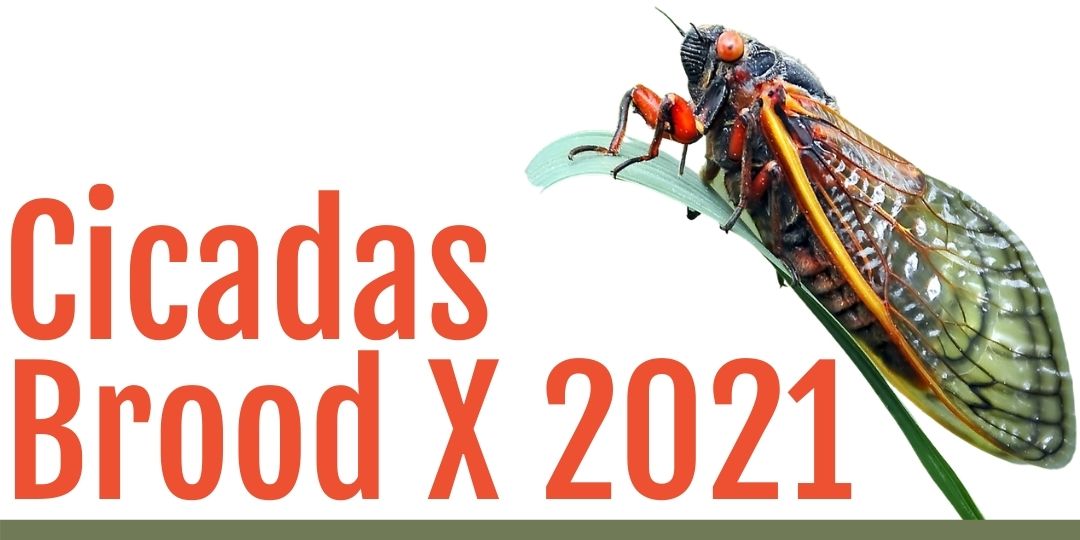 TL;DR Science: Periodical Cicadas