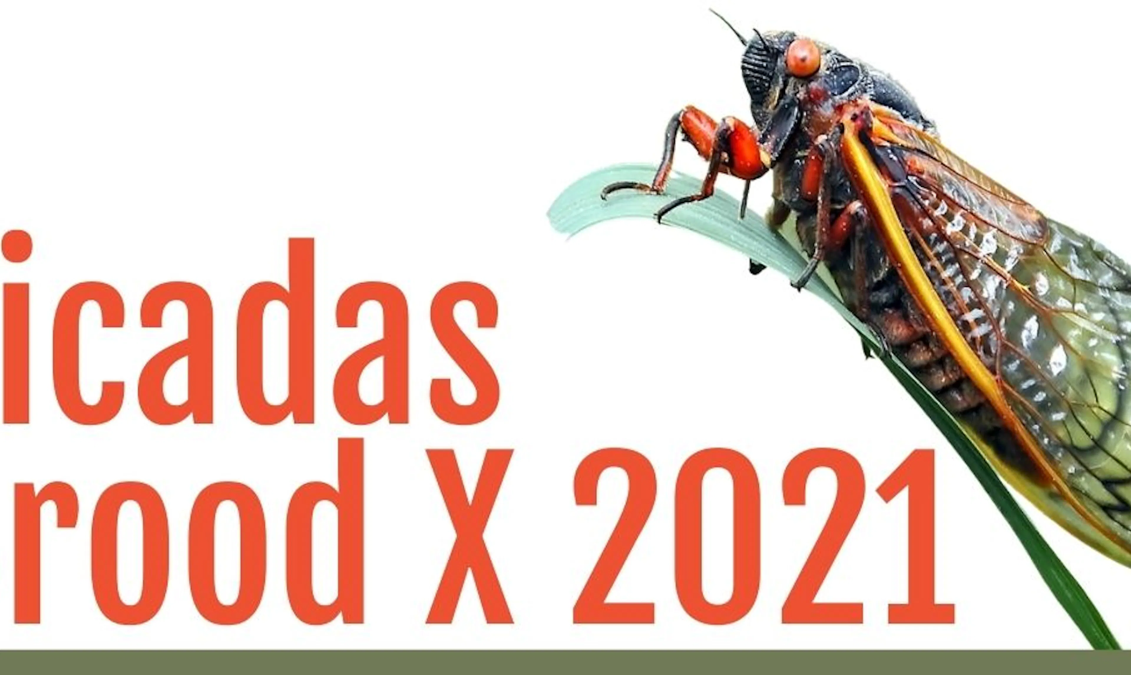 TL;DR Science: Periodical Cicadas