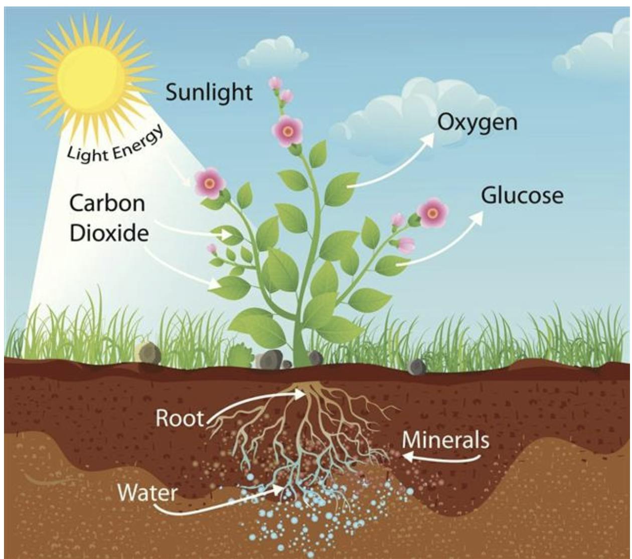 TL;DR Science: Carbon Cycle | SciTeens
