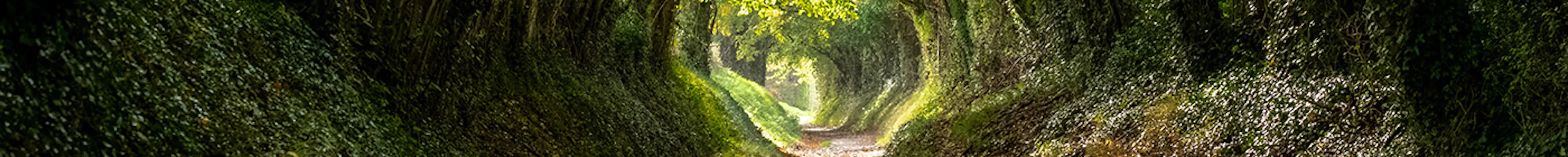 A lane with a tree tunnel, with trees in shadow in the foreground and sunlit trees in the distance.