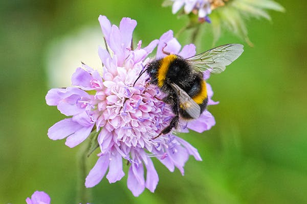 Bee in a flower meadow