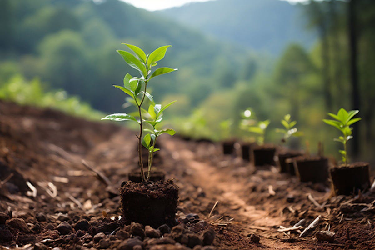 Image of reforestation