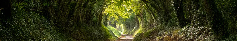 A lane with a tree tunnel, with trees in shadow in the foreground and sunlit trees in the distance.