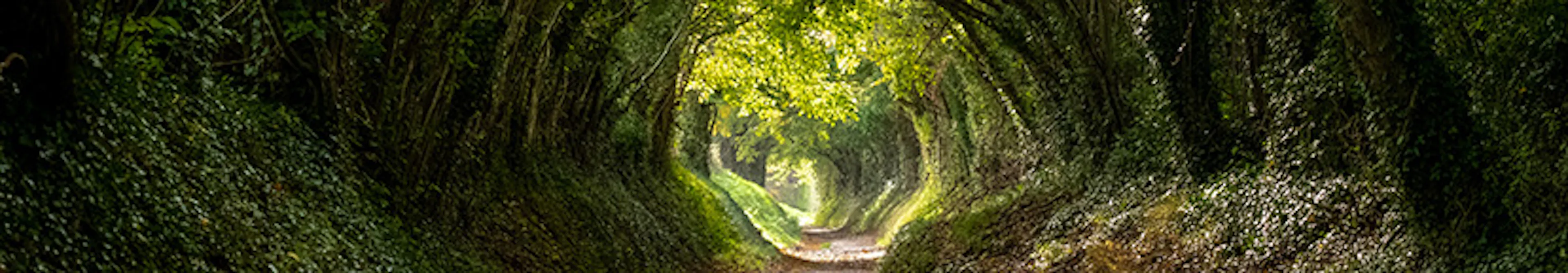 A lane with a tree tunnel, with trees in shadow in the foreground and sunlit trees in the distance.