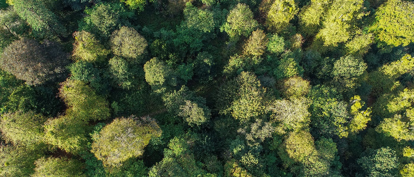 Trees from above