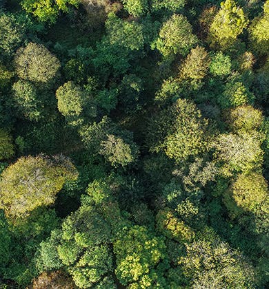 Trees from above