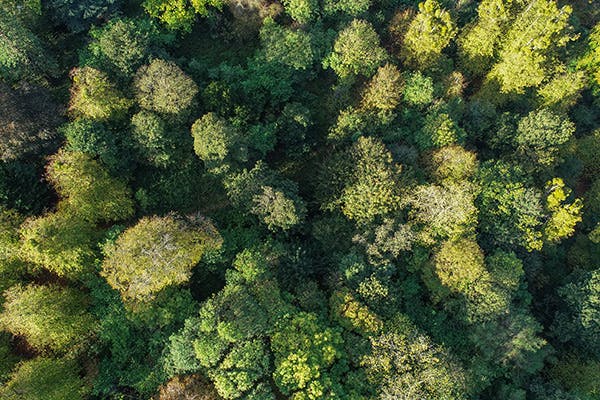 Trees from above