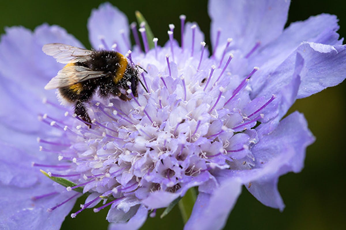 Bee collecting pollen from a flower