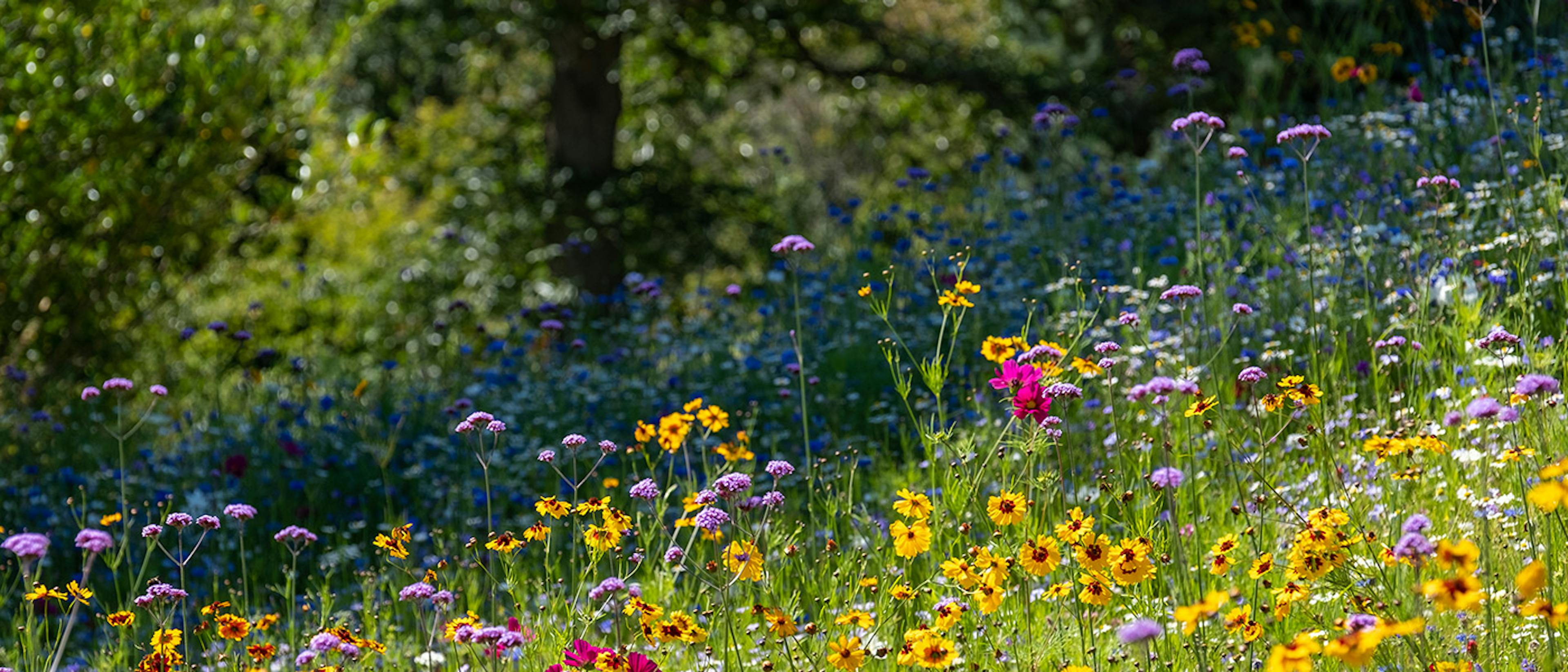 Flower meadow on a sunny day