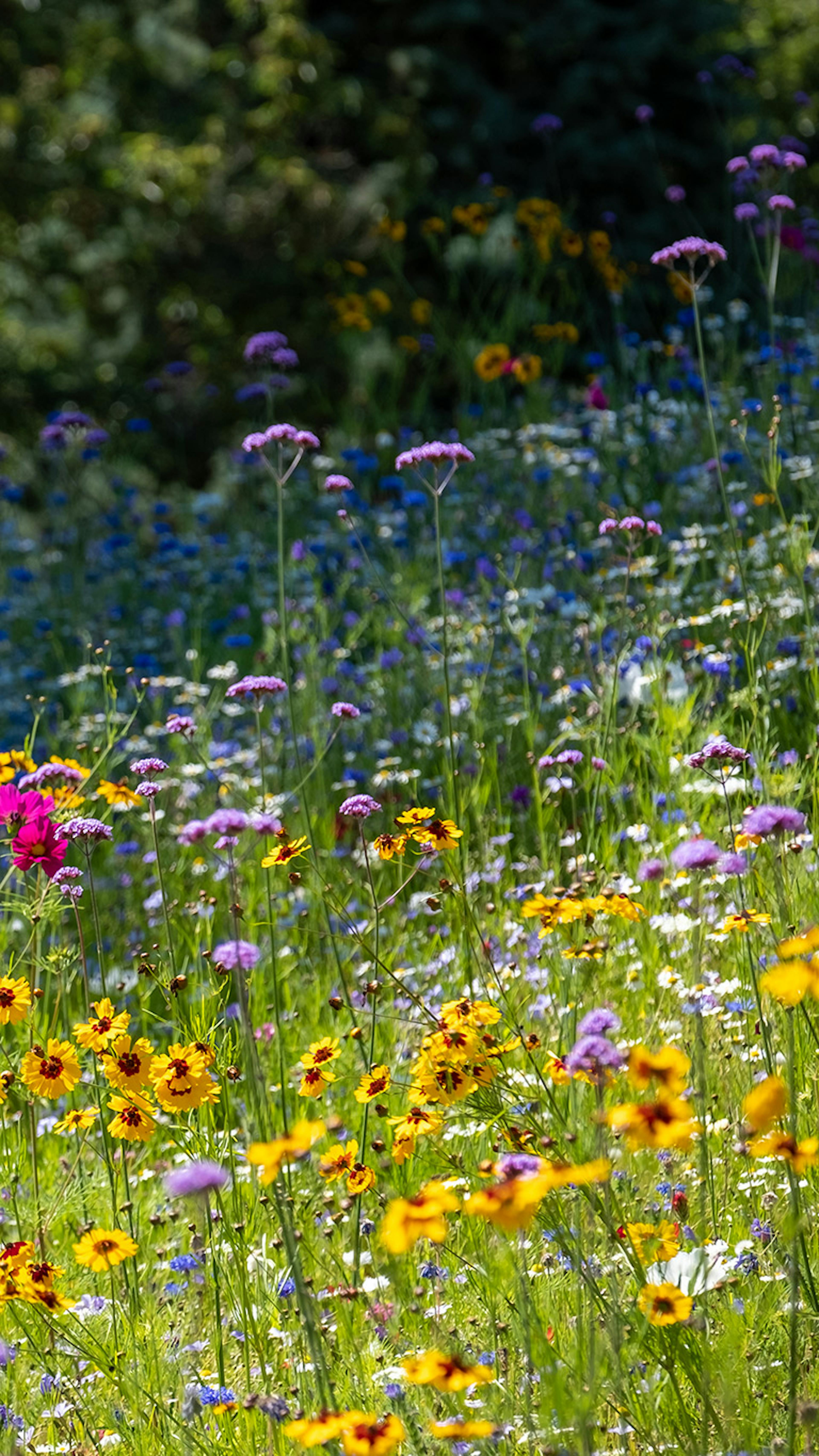 Flower meadow on a sunny day