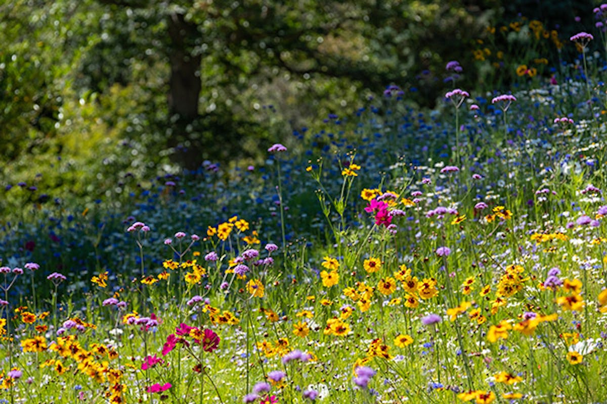 Flower meadow on a sunny day