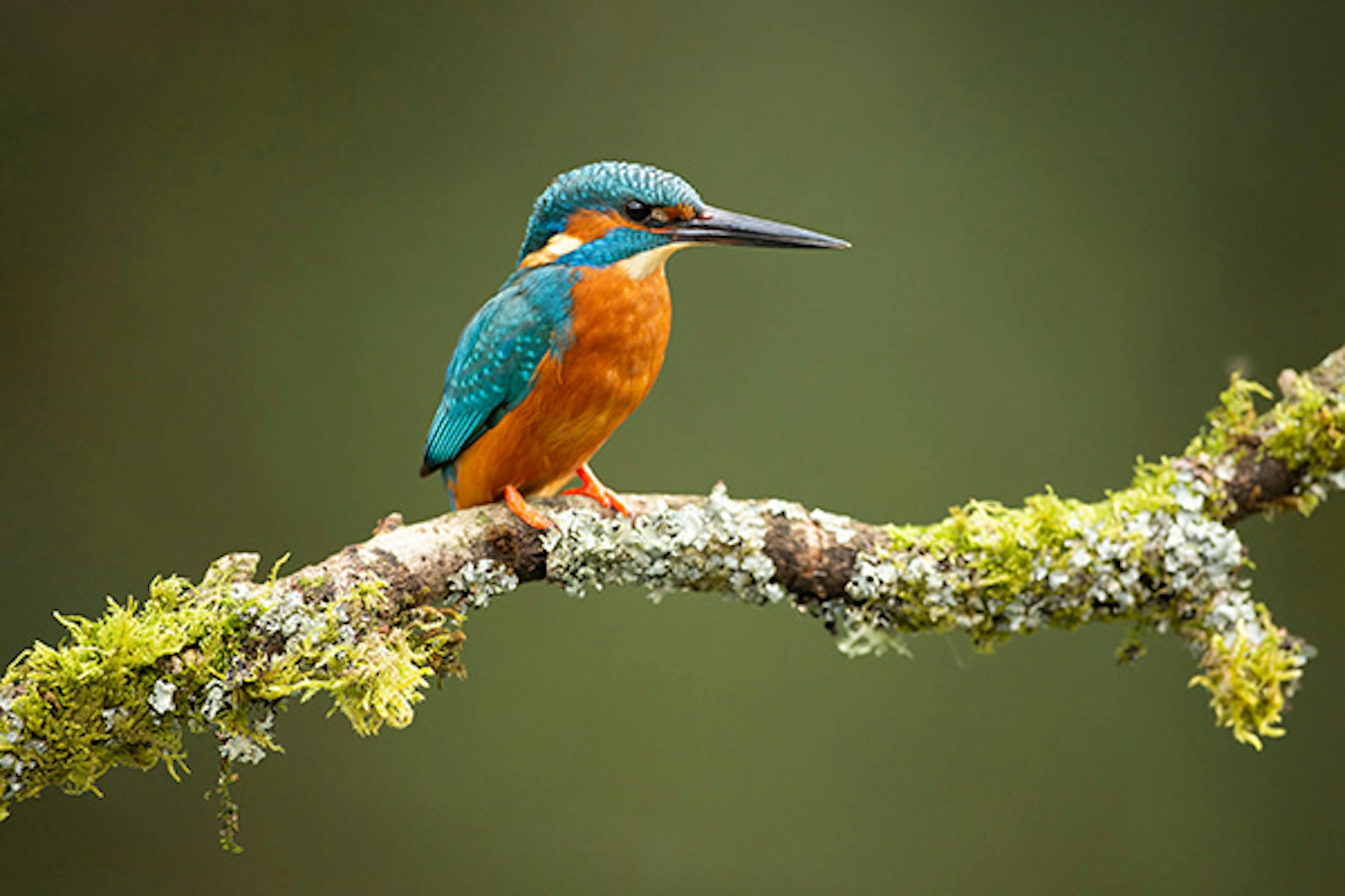 A kingfisher on a mossy branch