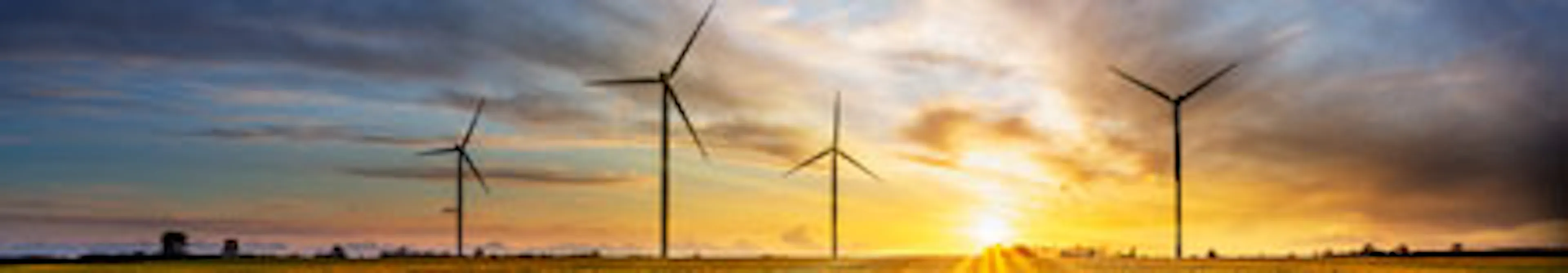 Rape seed field at sunset with blue sky and wind turbine silhouette