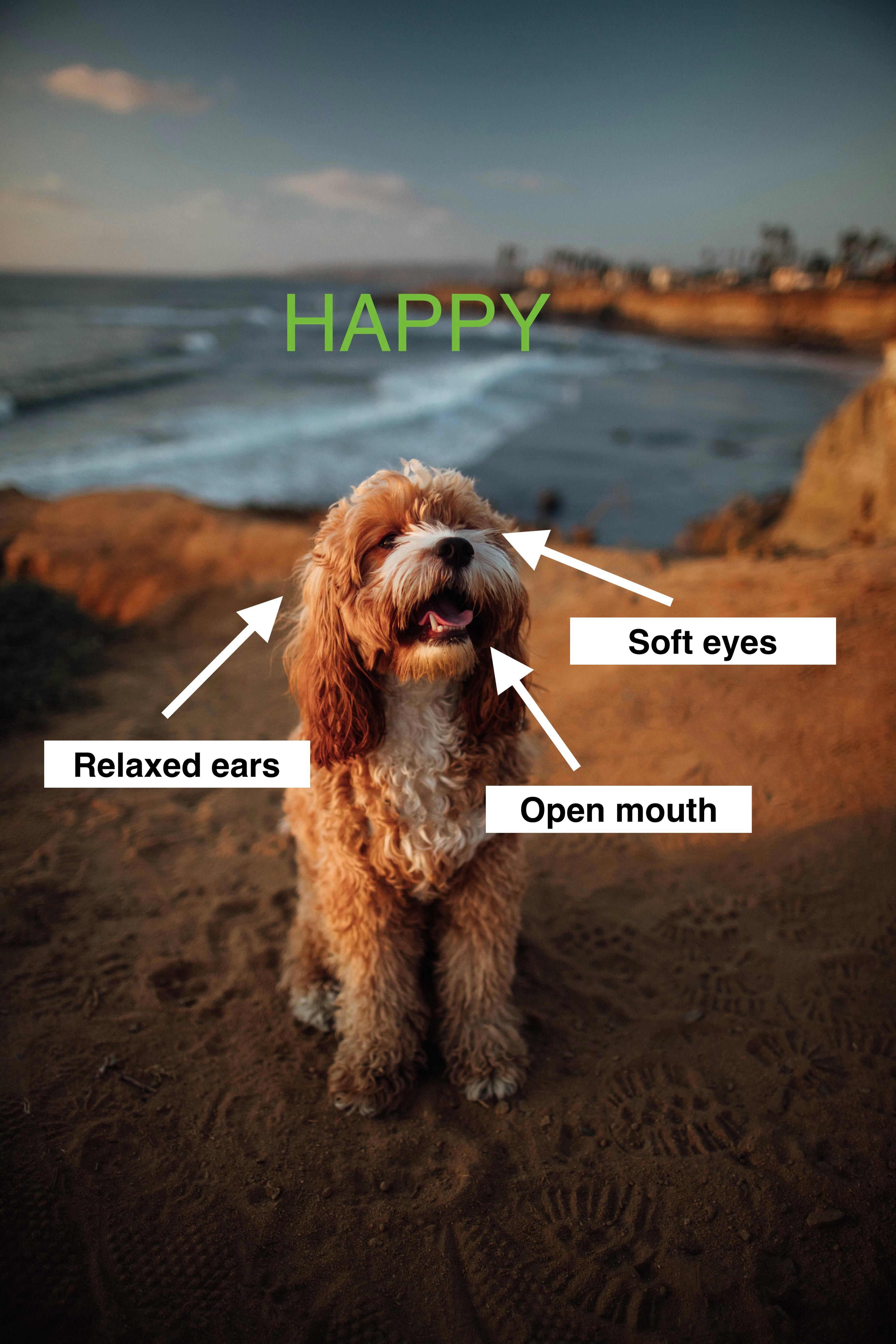 Words overlay an image of a dog on a beach, showing happy body language