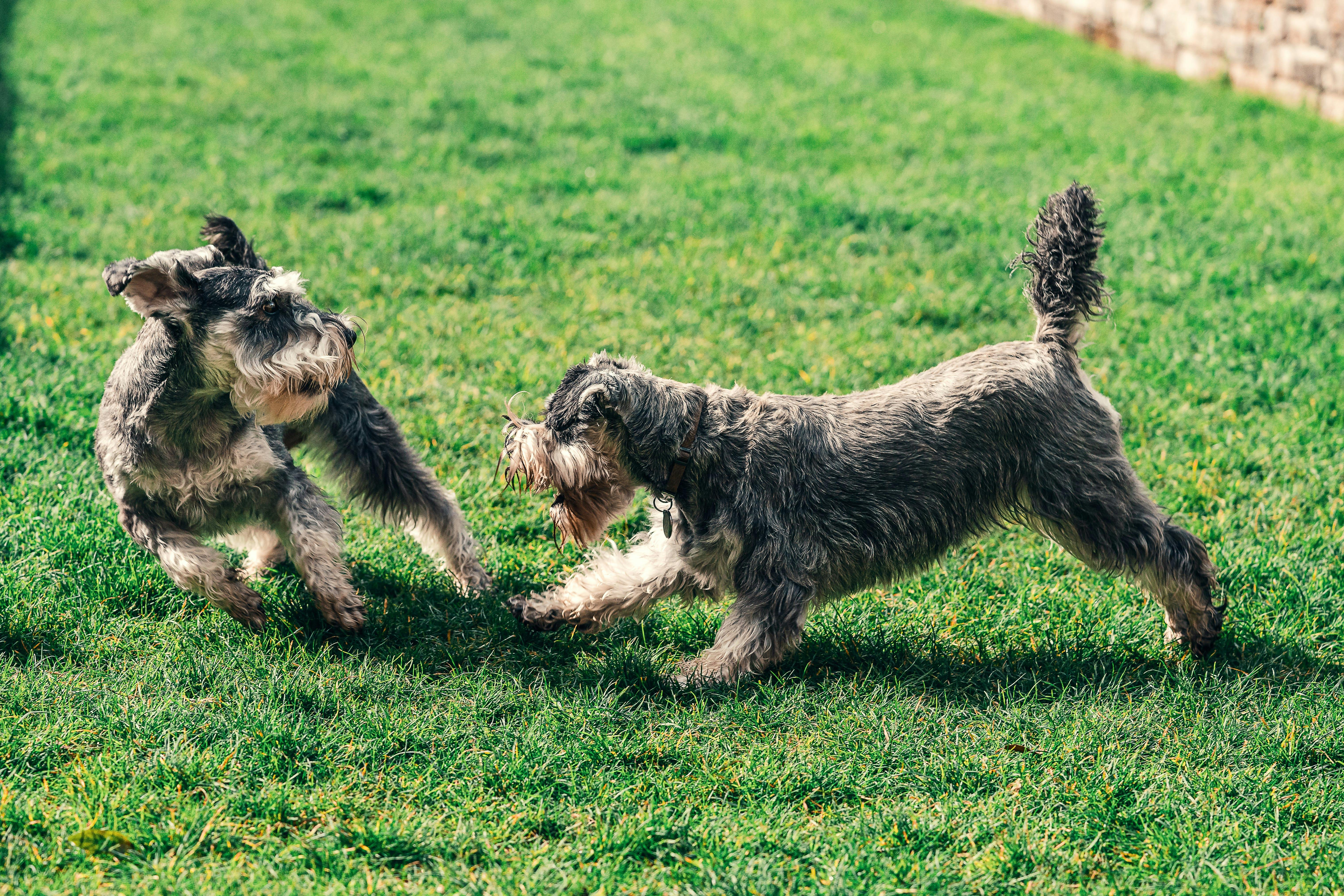 Two schnauzers playing on grass
