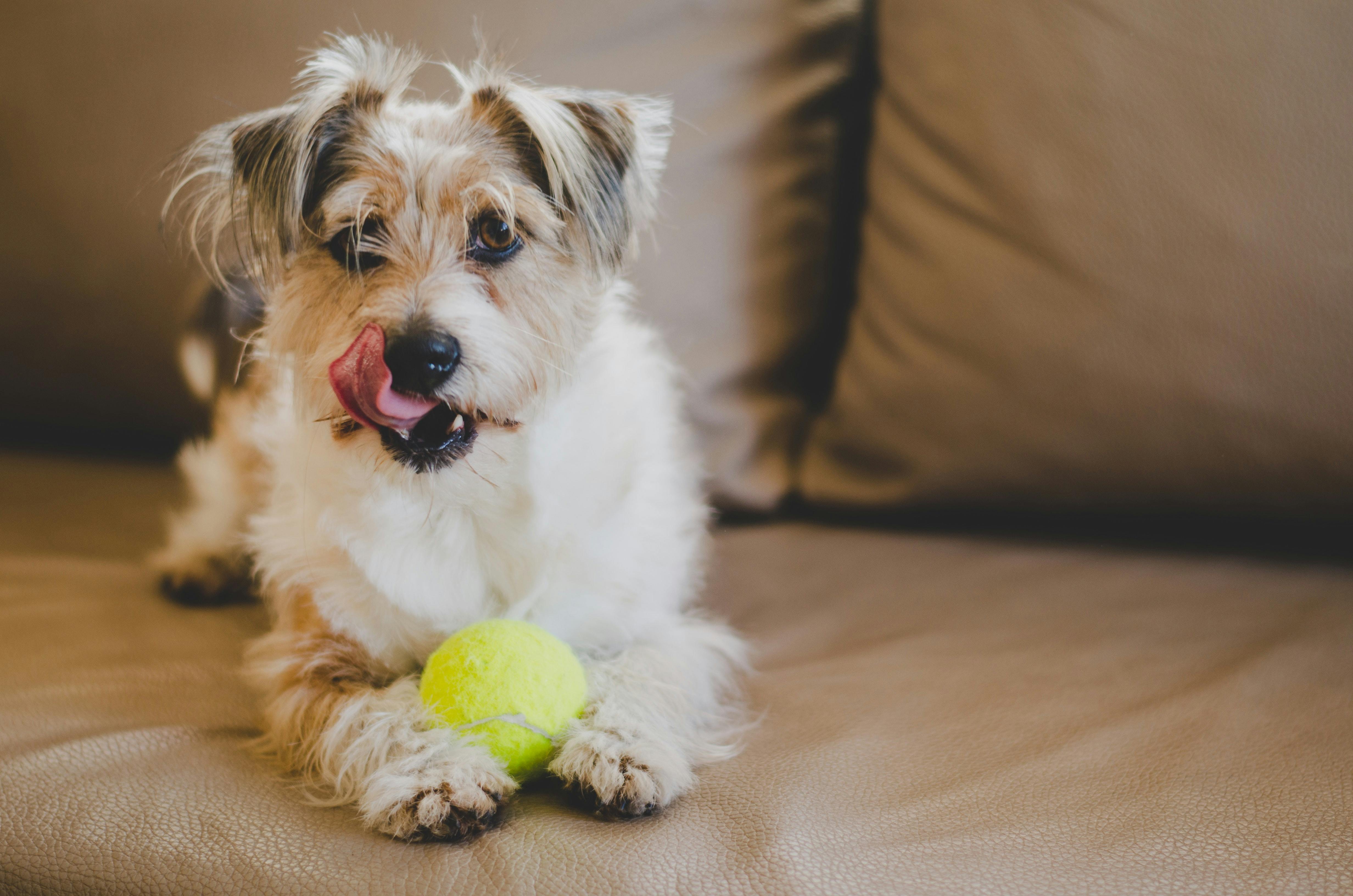 Scruffy dog licks lips on couch with tennis ball between paws