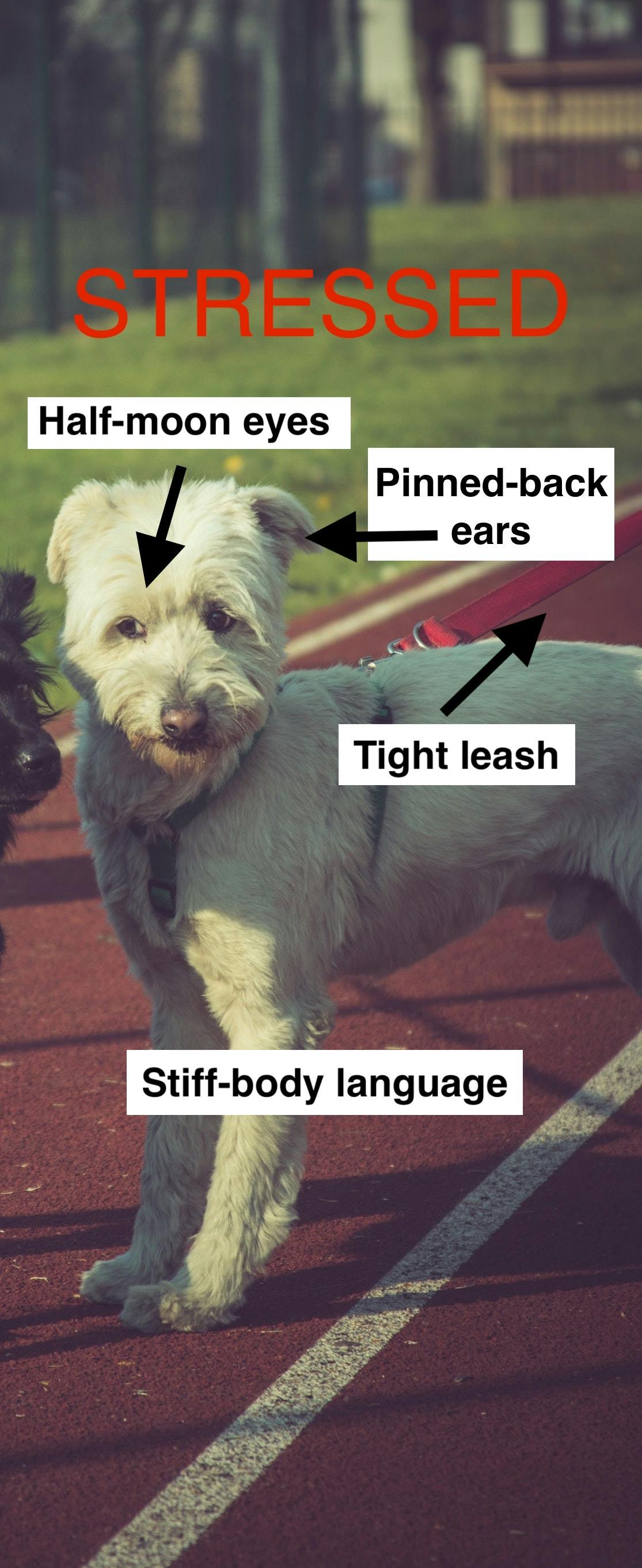 Words overlay an image of a dog meeting another dog, pointing out signs of stress