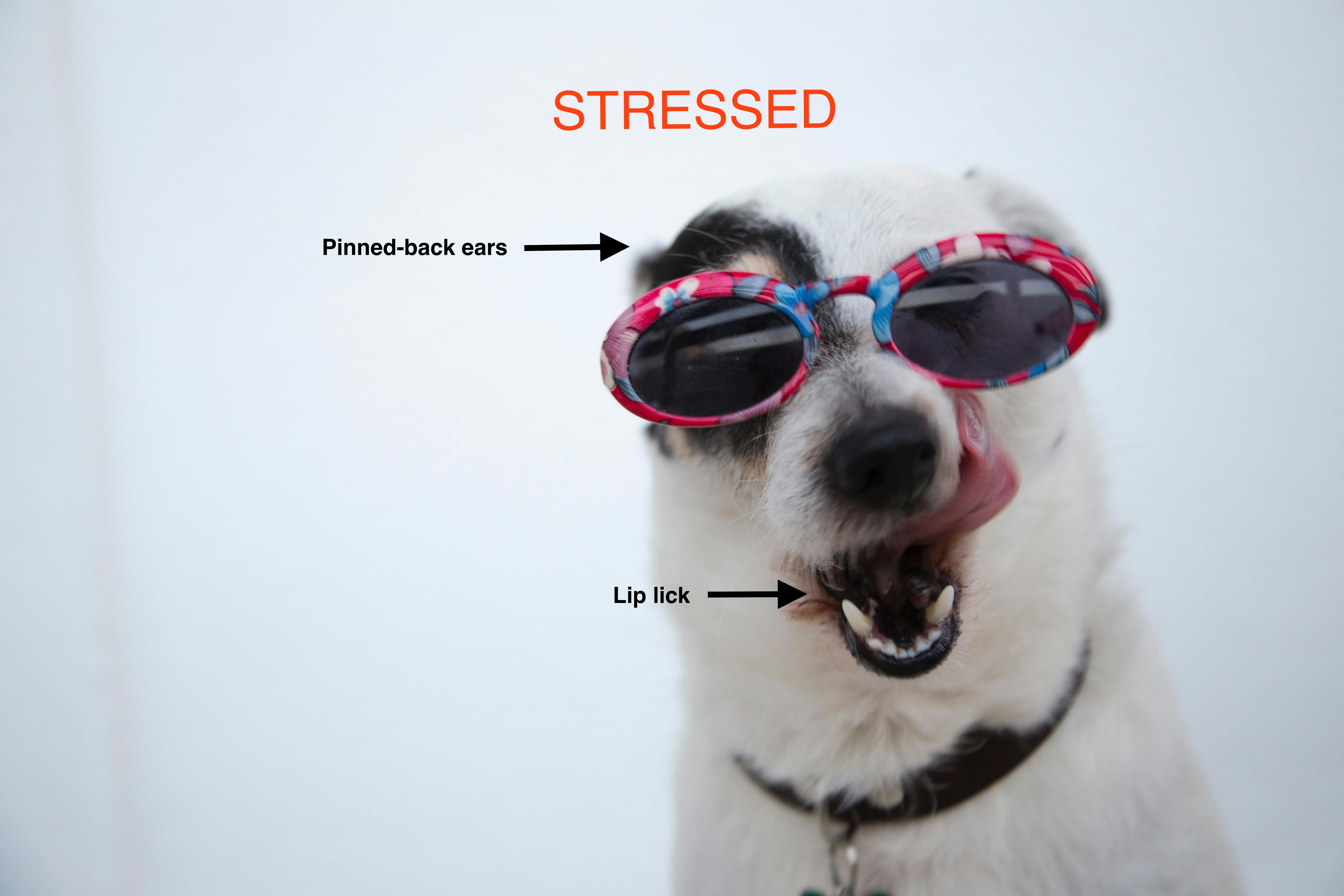 An image of a dog in sunglasses licking his lips