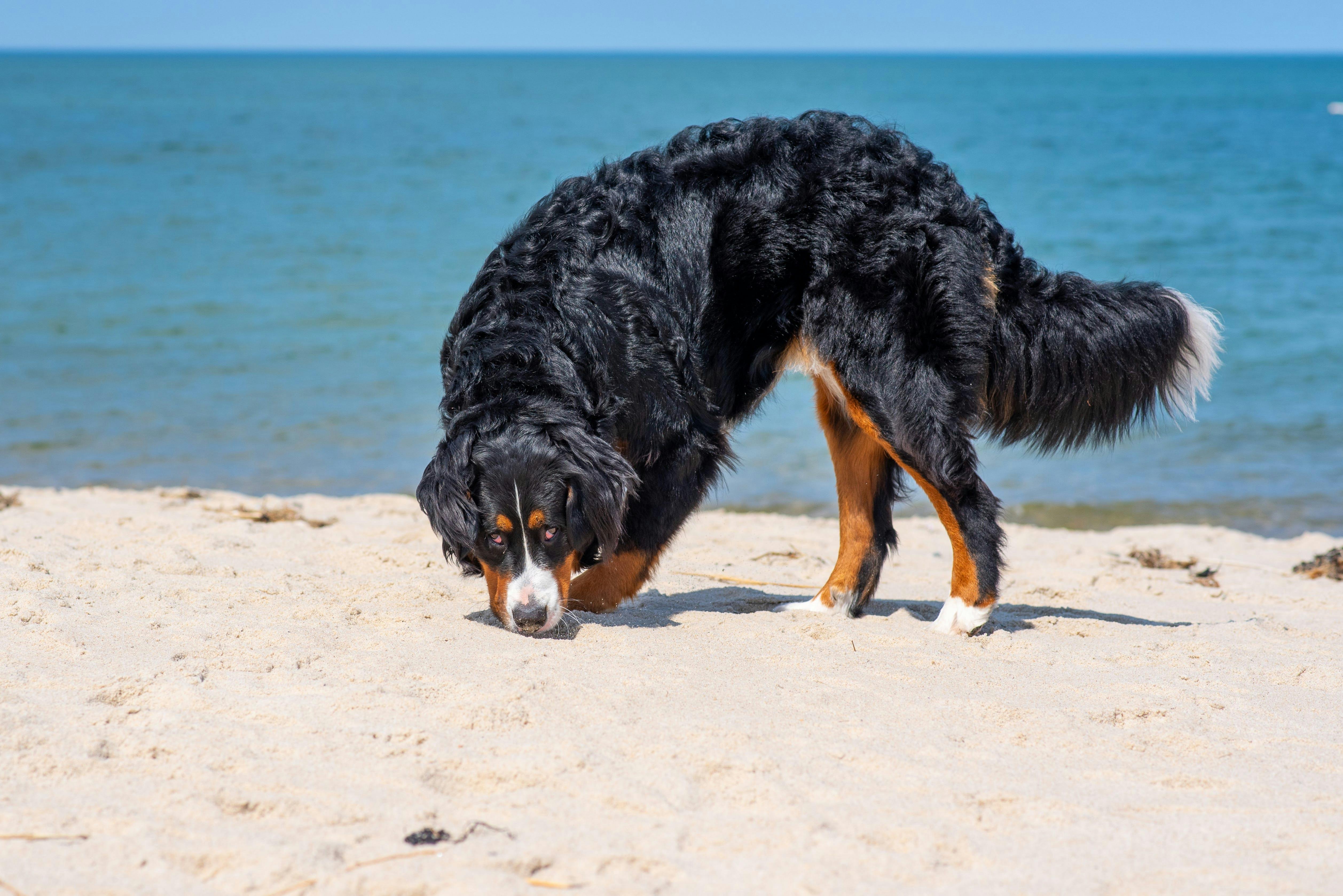 Bernese mountain dog sniffs sand on a beach