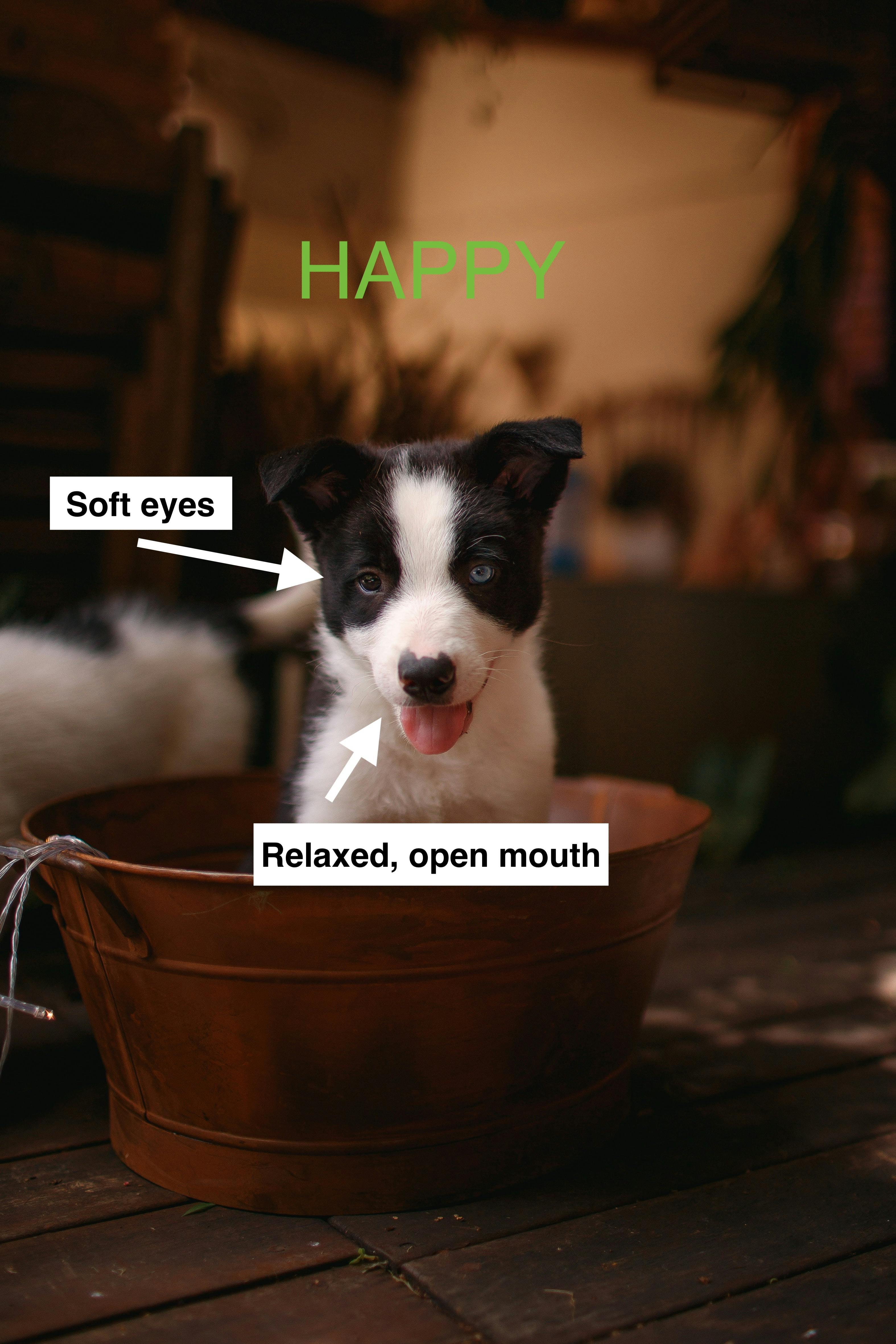 Words overlay an image of a happy puppy, showing happy body language