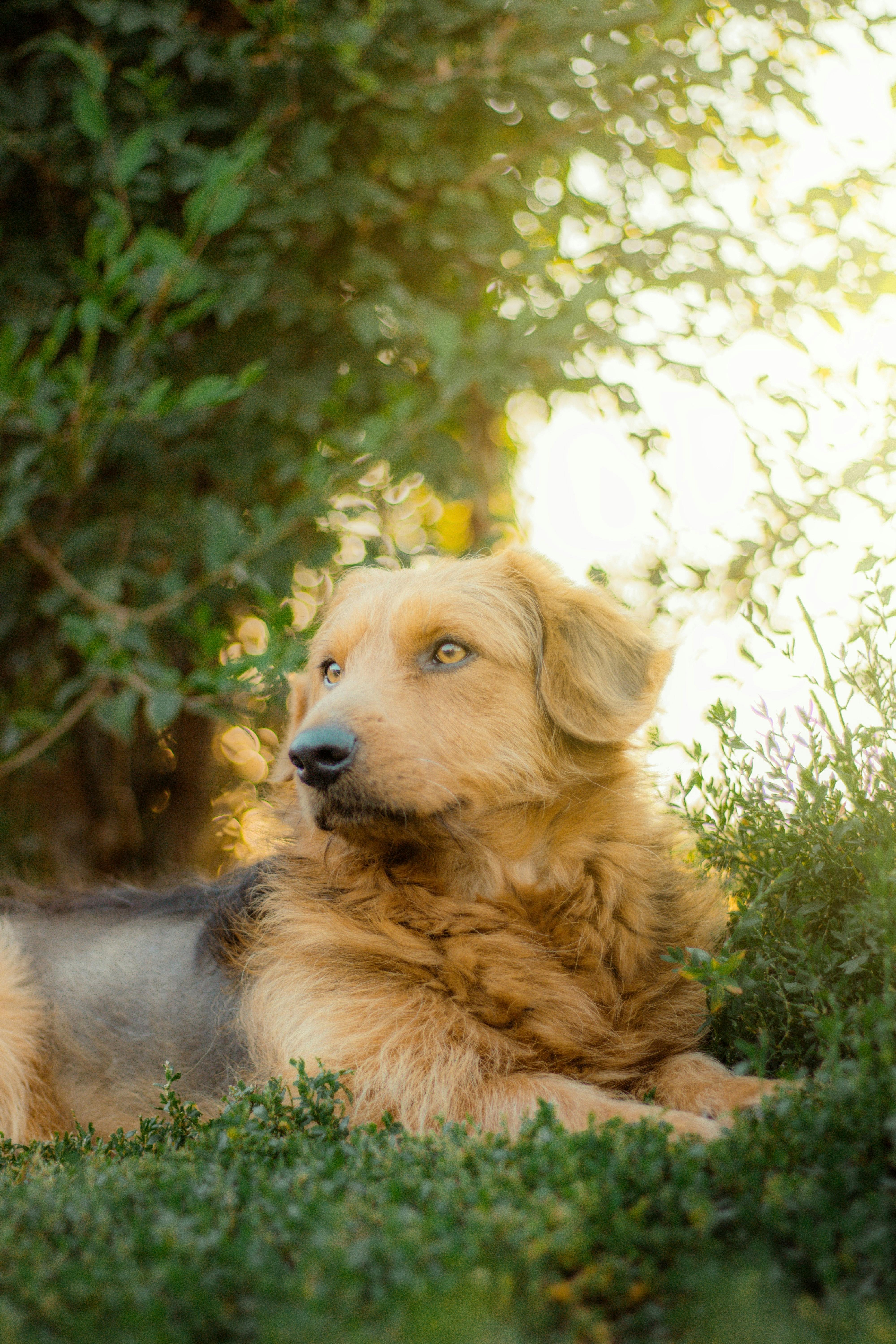 Golden Retriever lying on the grass, staring at something off-camera