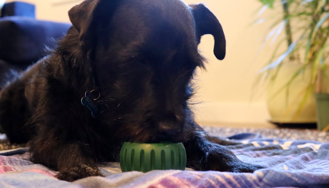 Black dog licks bone broth out of the Woof Pupsicle 