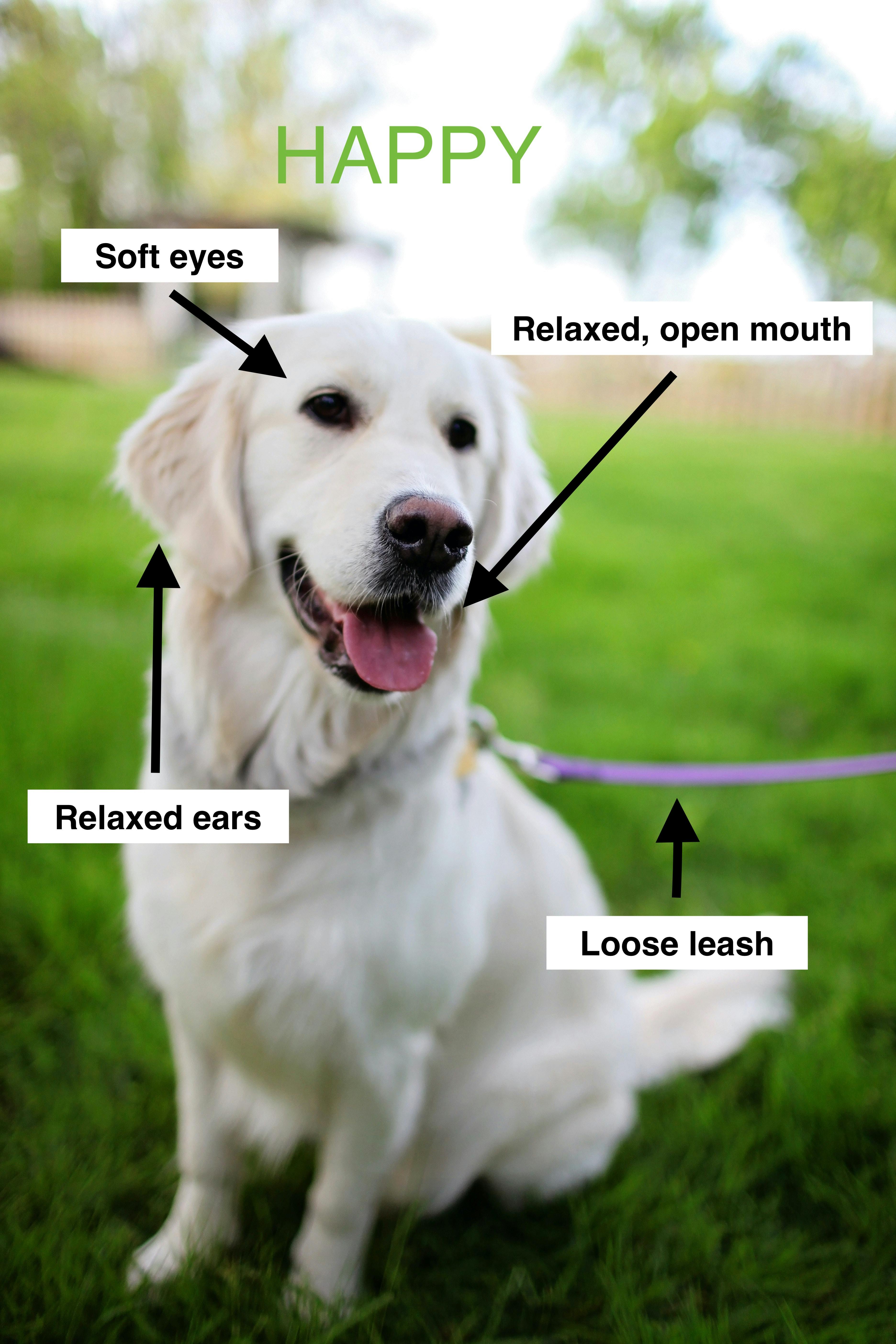 Words overlay an image of a happy dog, pointing out soft eyes, a relaxed mouth and ears, and a loose leash