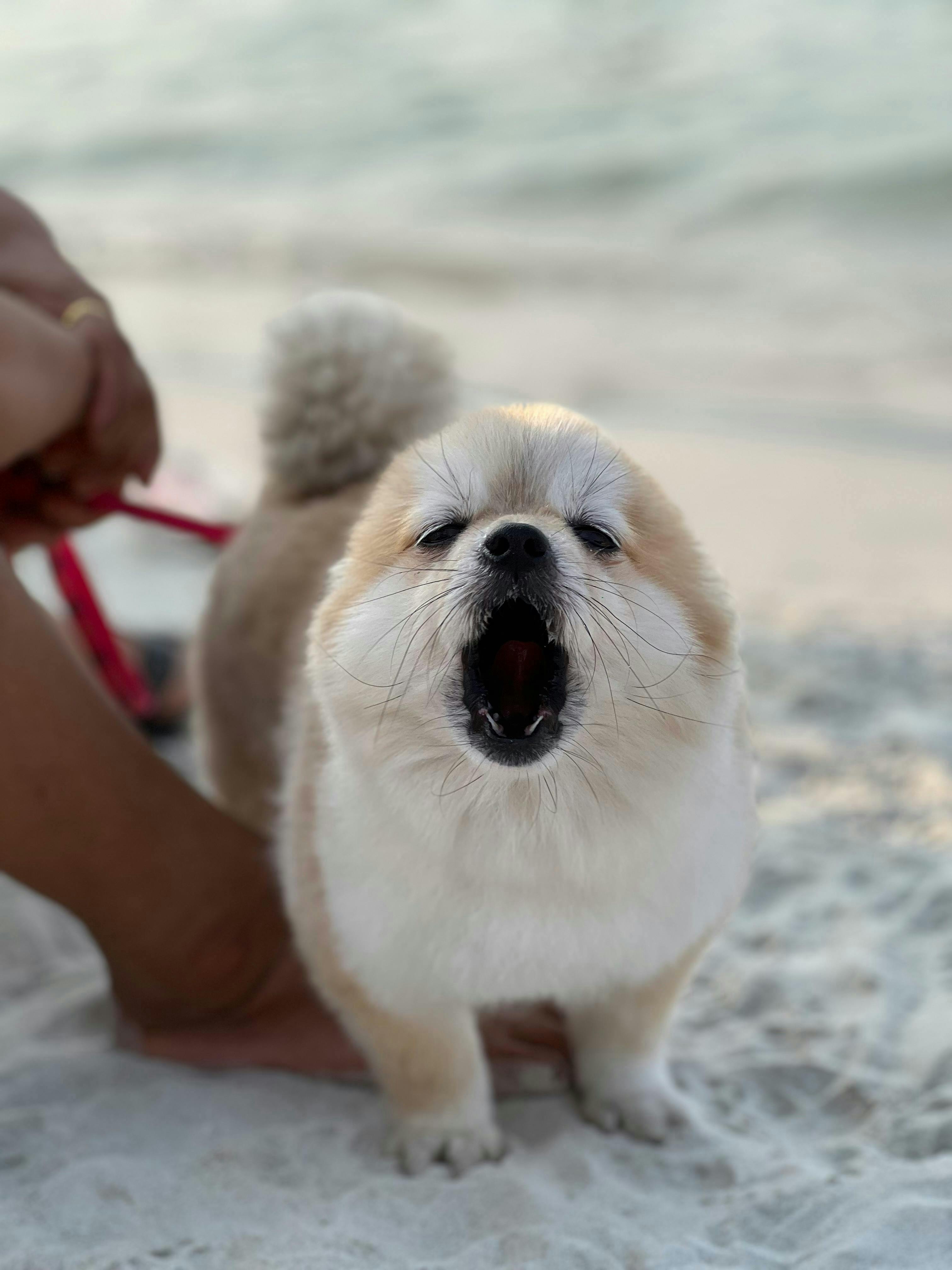 Portrait of a Small Reactive Dog Barking on Beach Sand