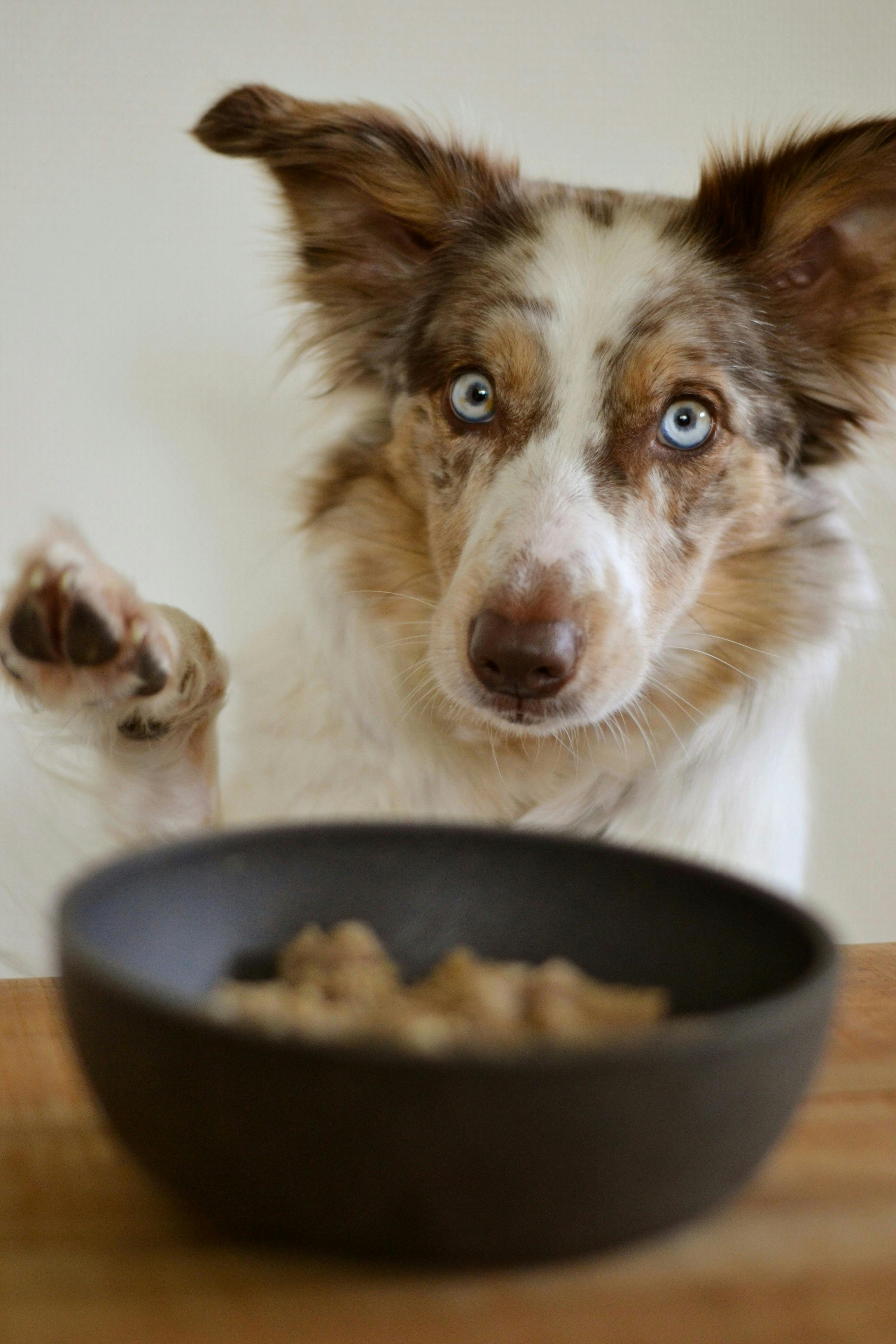 Dog demonstrates "leave it" by not eating the food set in front of her