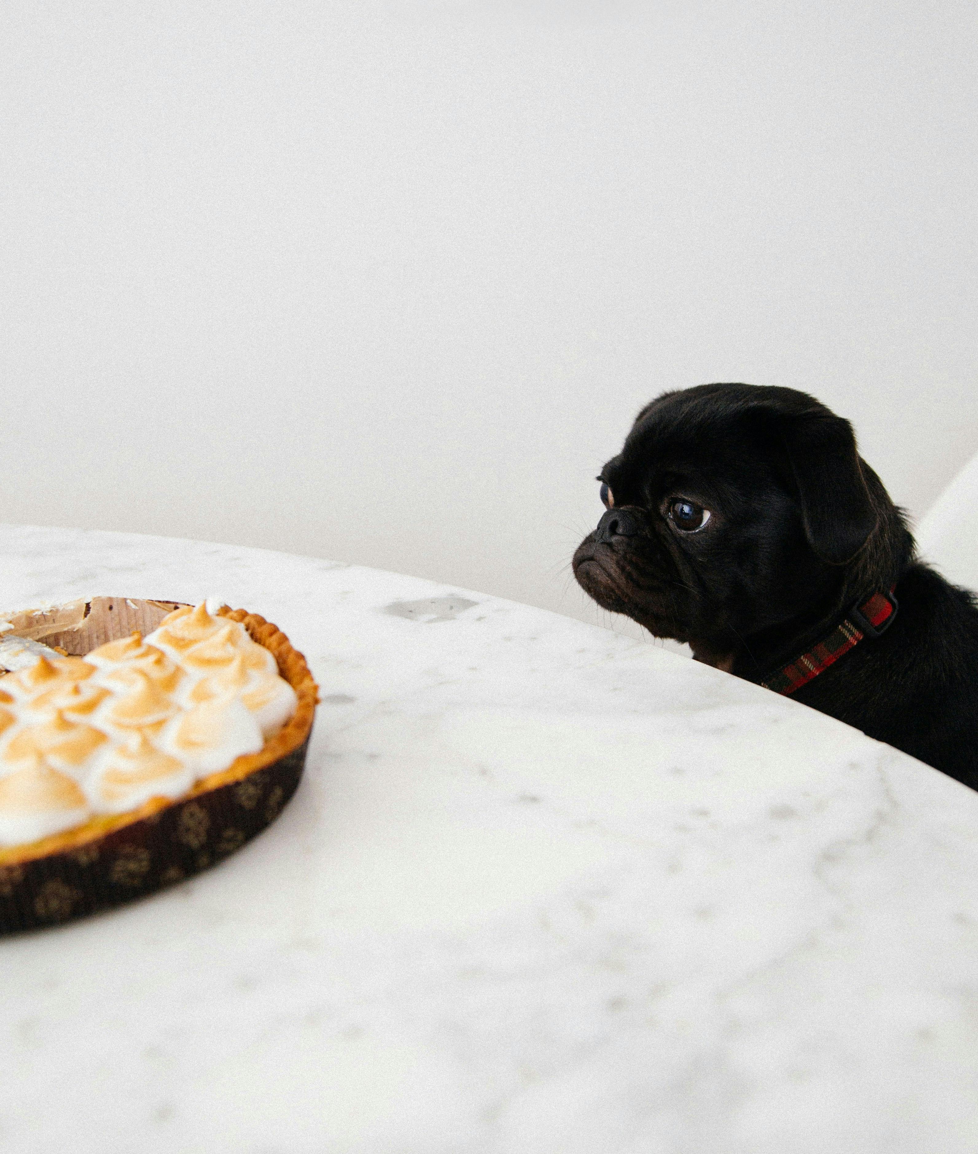Pug looks at a pie, demonstrating "leave it"