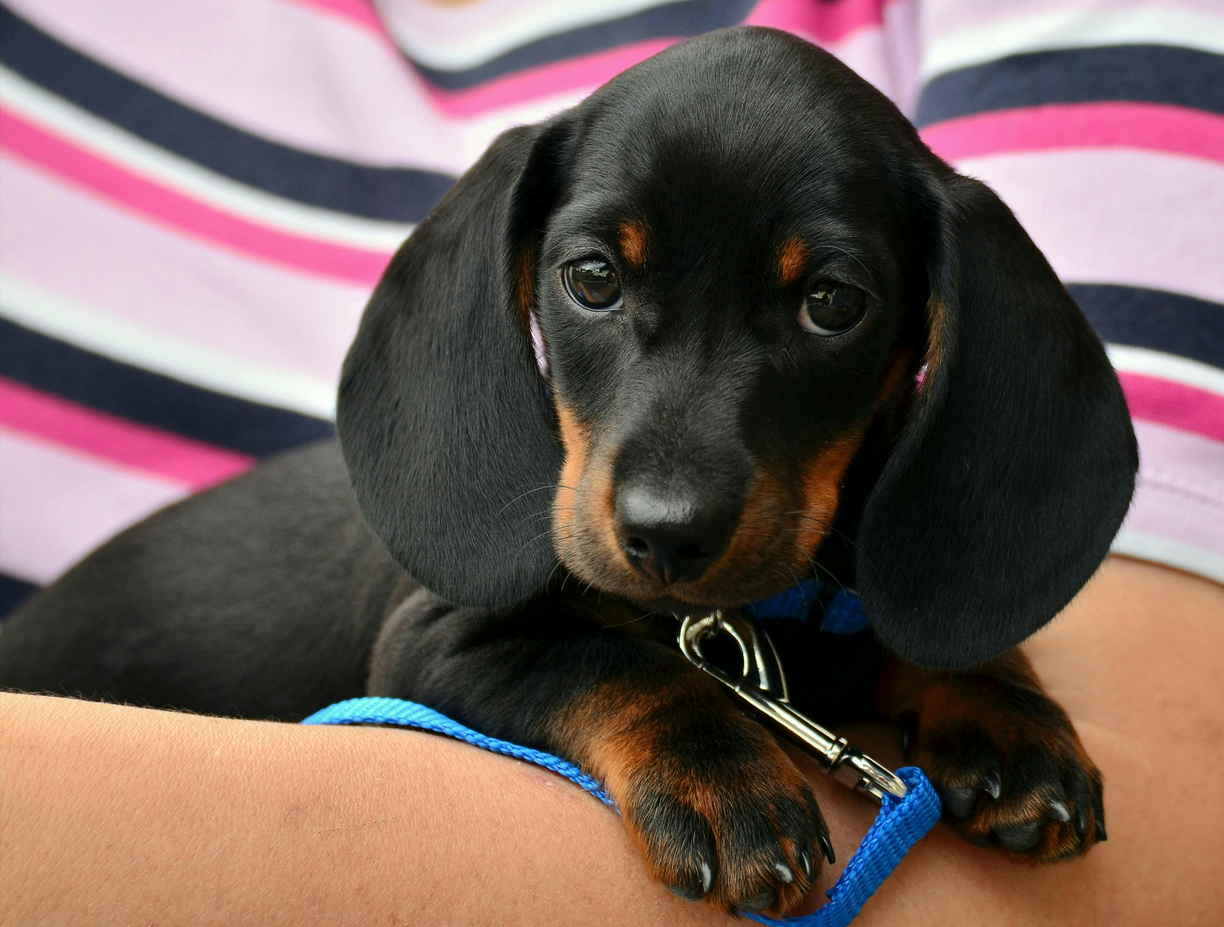 Close up of dachshund puppy in a person's arms