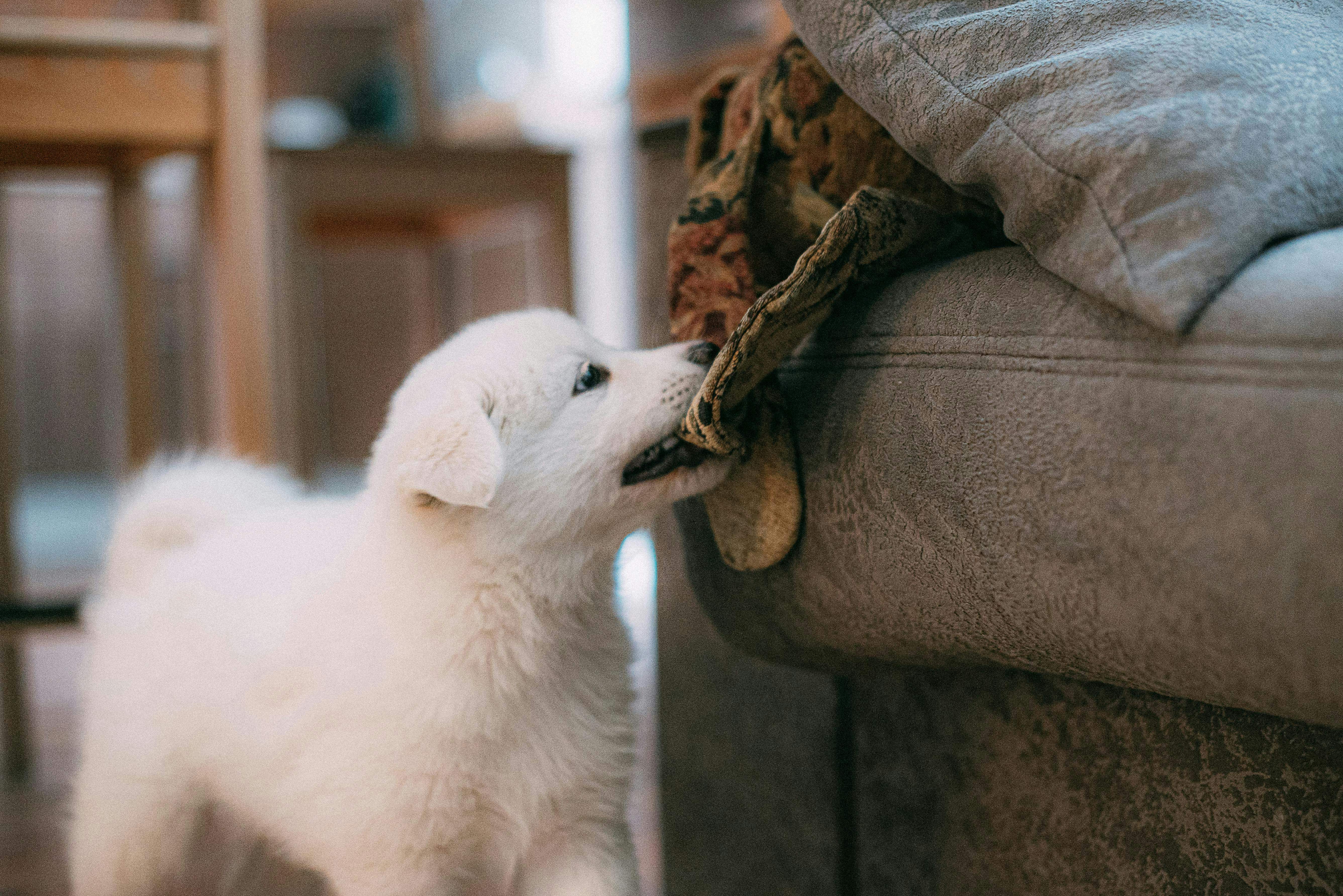 A white puppy tugs a blanket off a couch