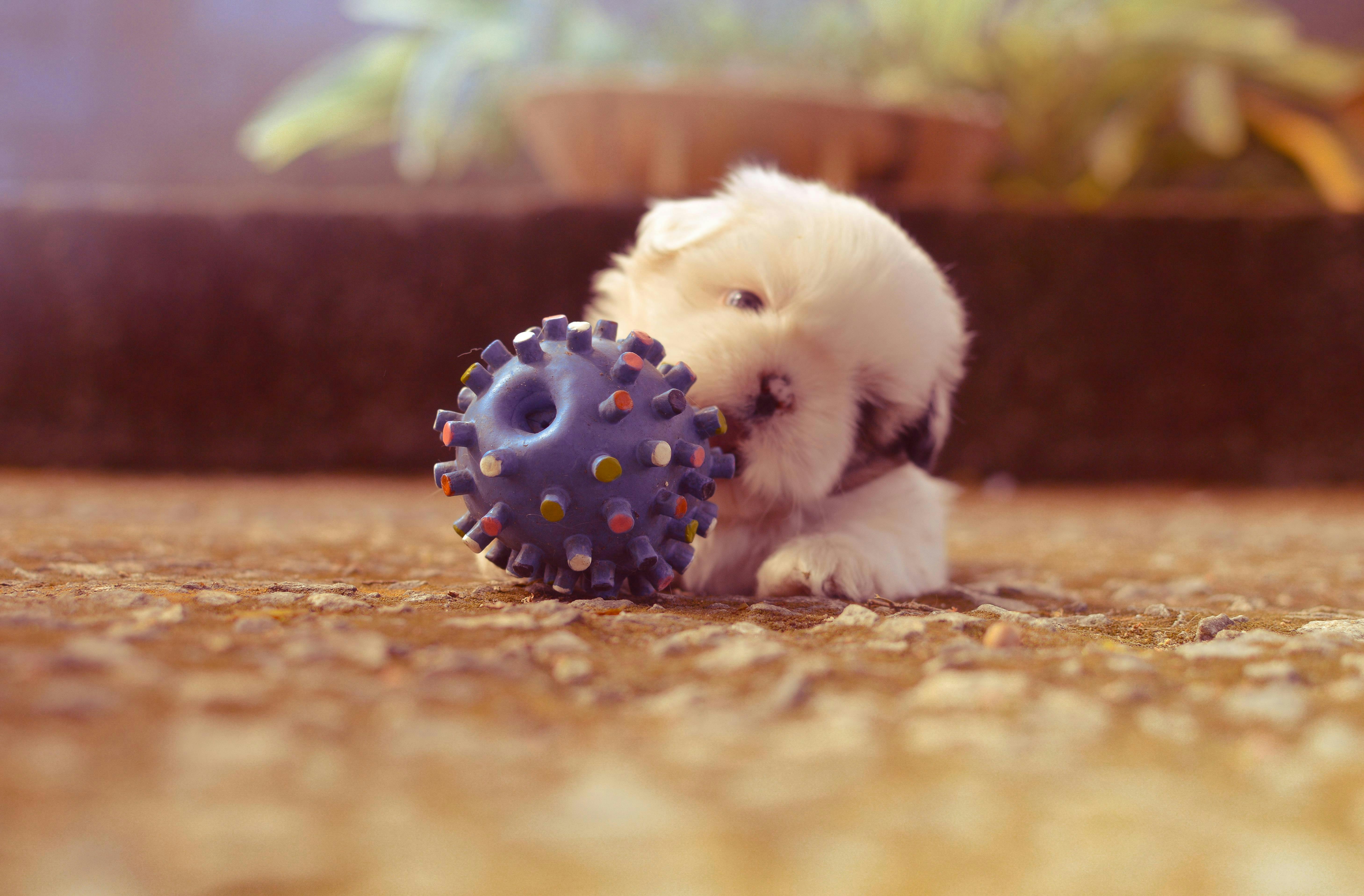 Small puppy chews on toy
