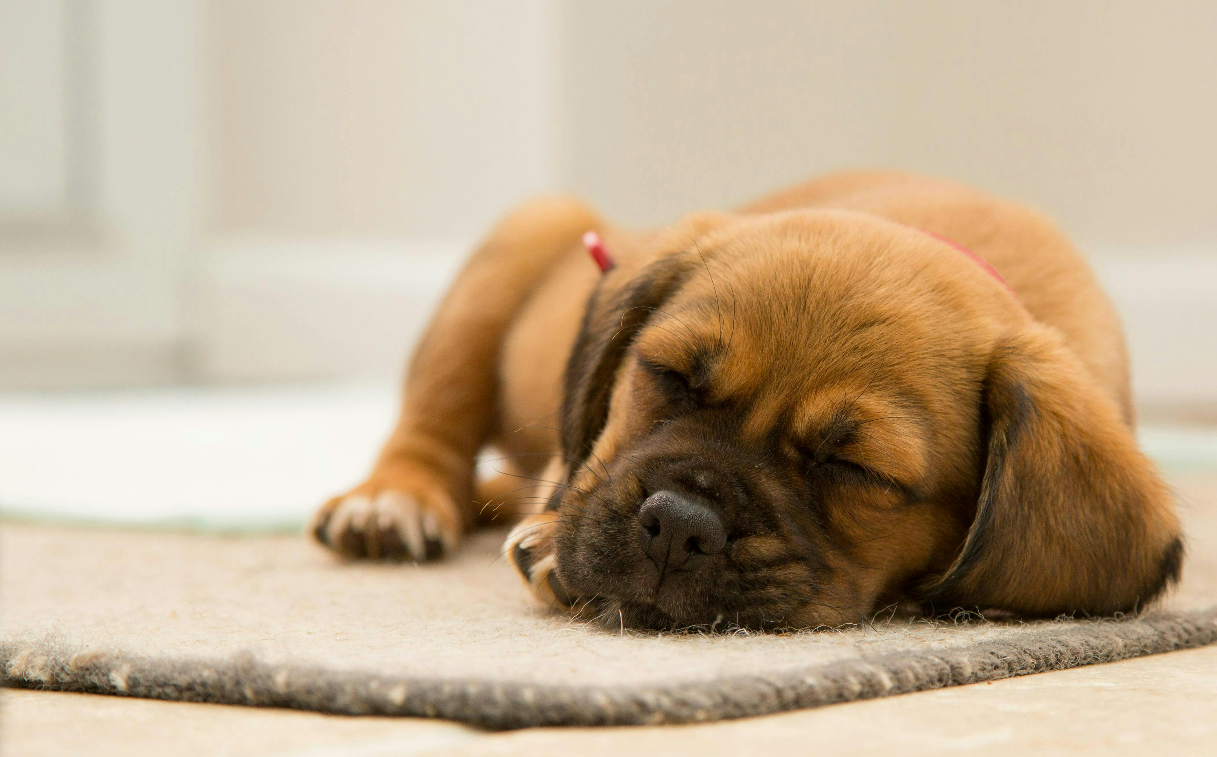 A puppy sleeping on a mat