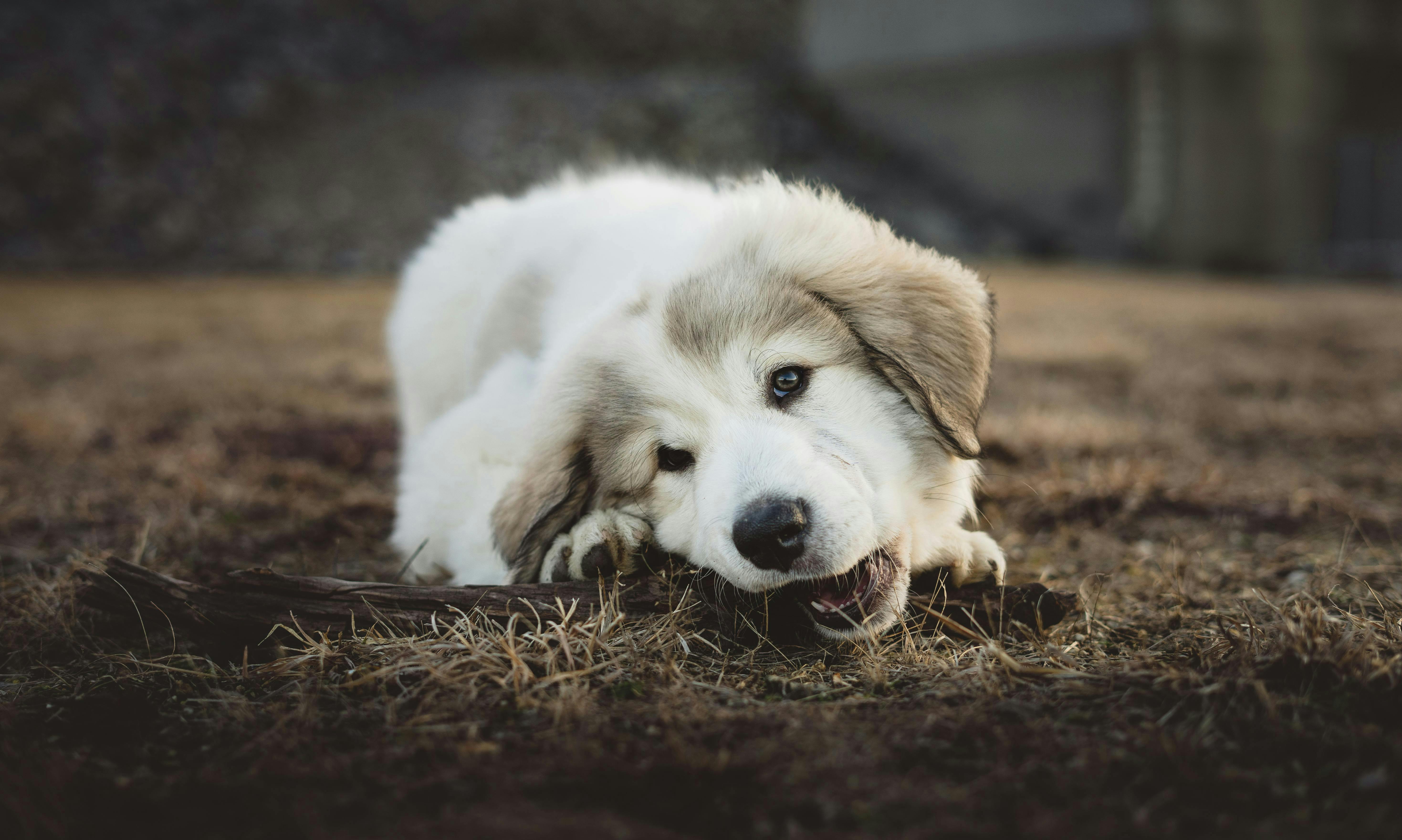 White puppy chews on a stick outside