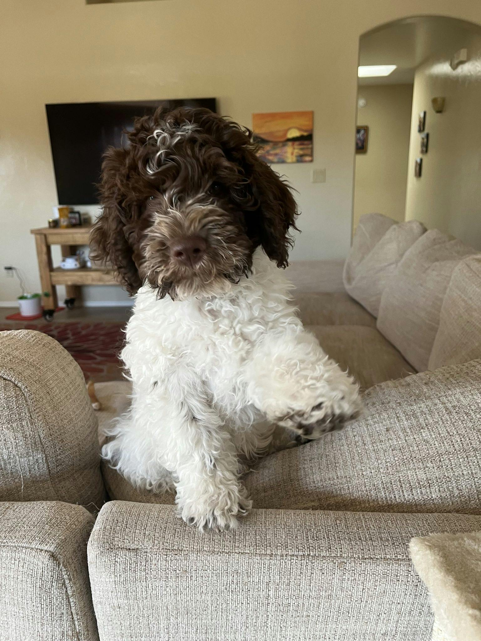 Lagotto puppy on the couch looks at camera