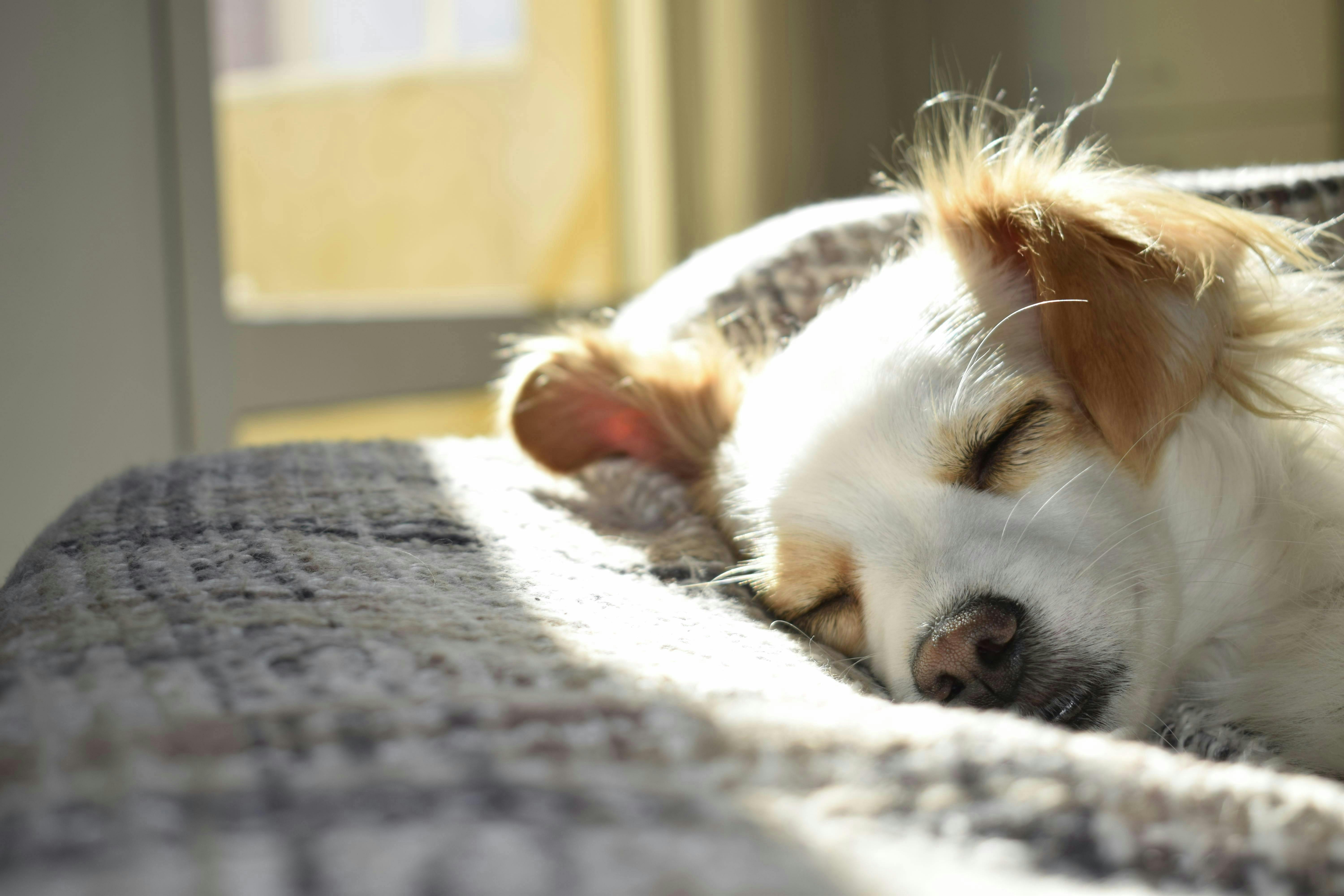 Puppy sleeping in the sun