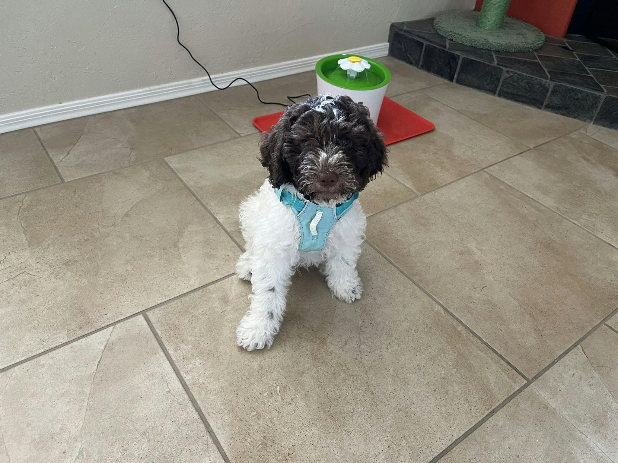 Lagotto puppy sits in front of his water bowl