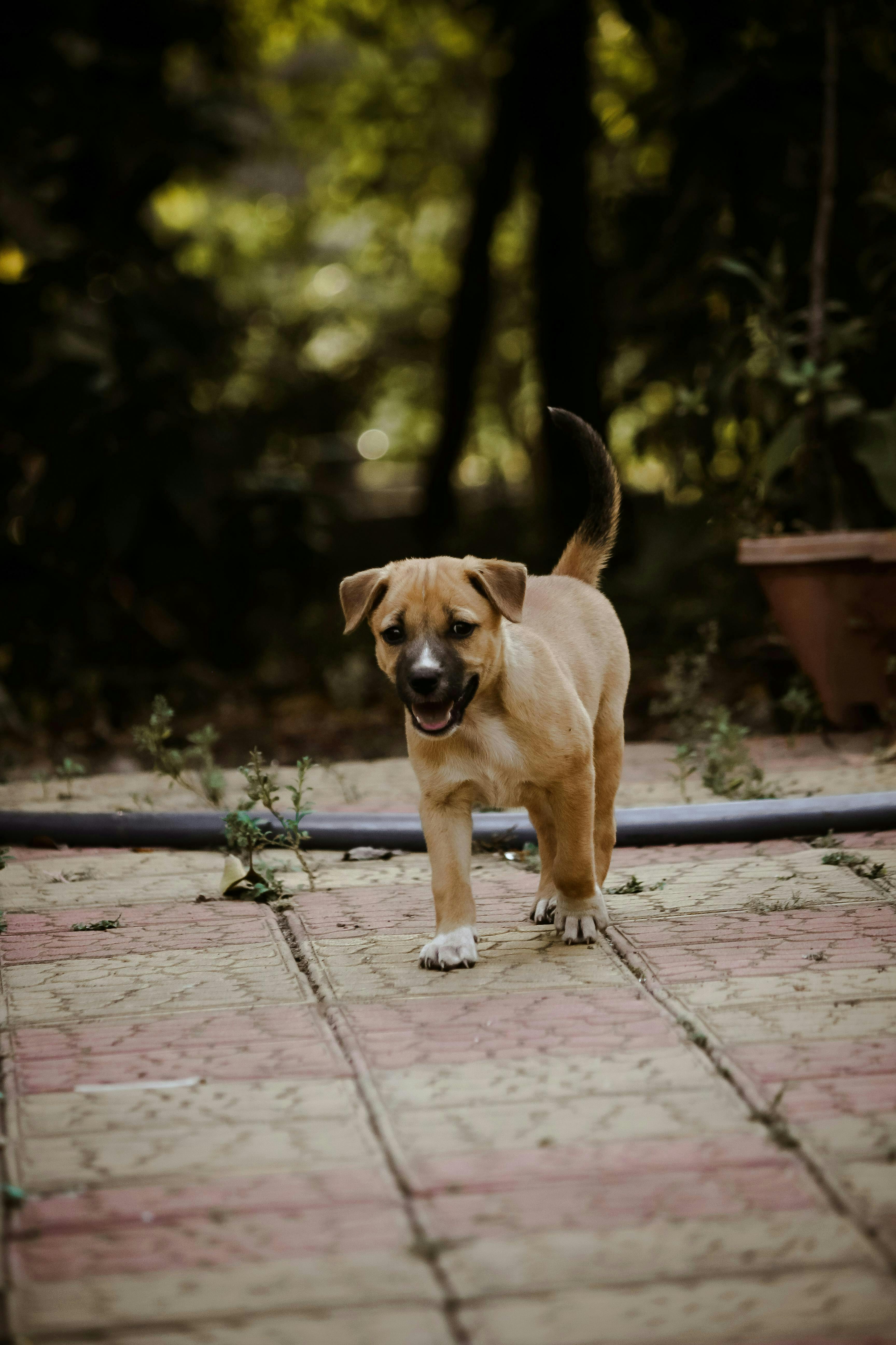 A brown puppy walks on the patio outside