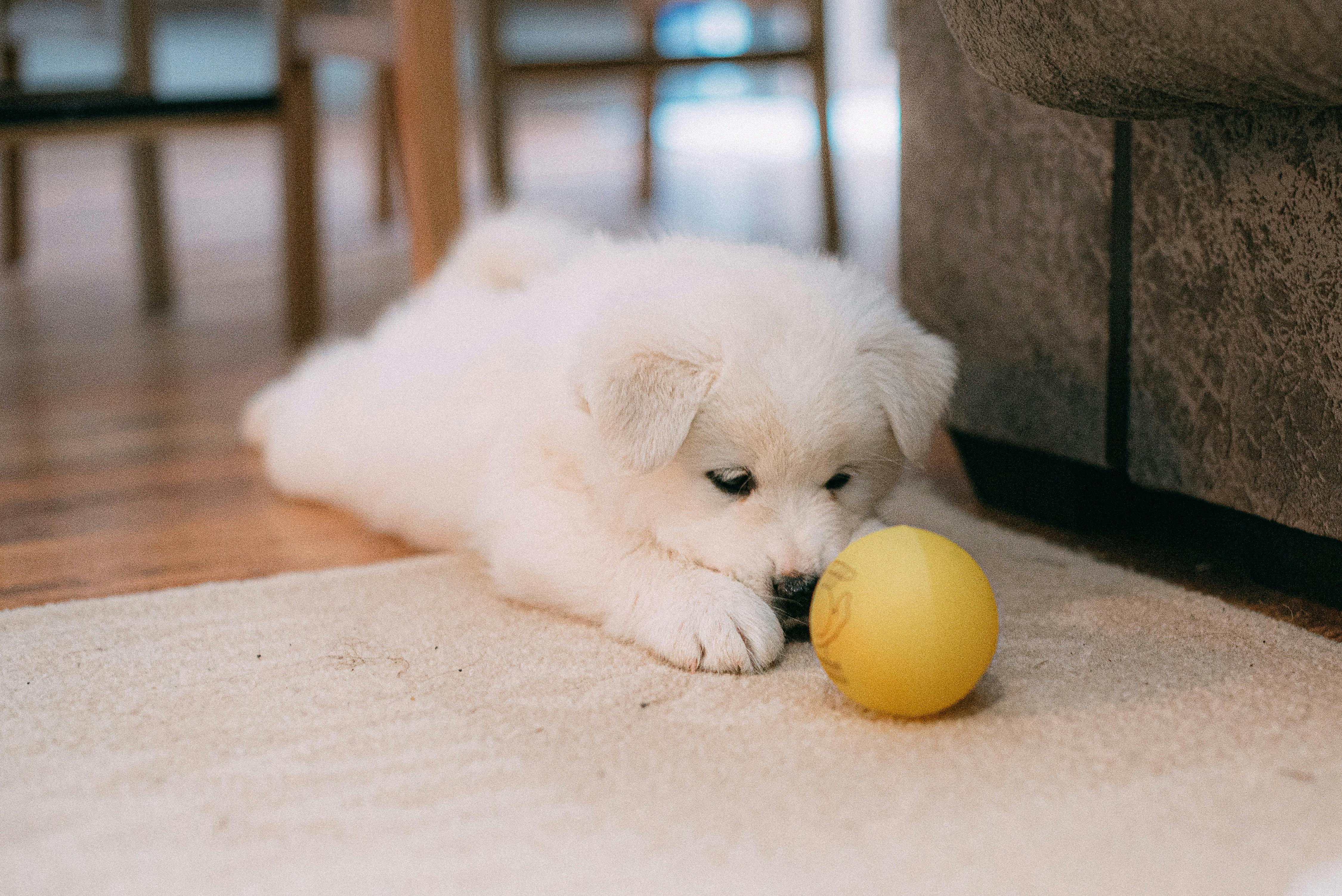 A white puppy stares a yellow ball