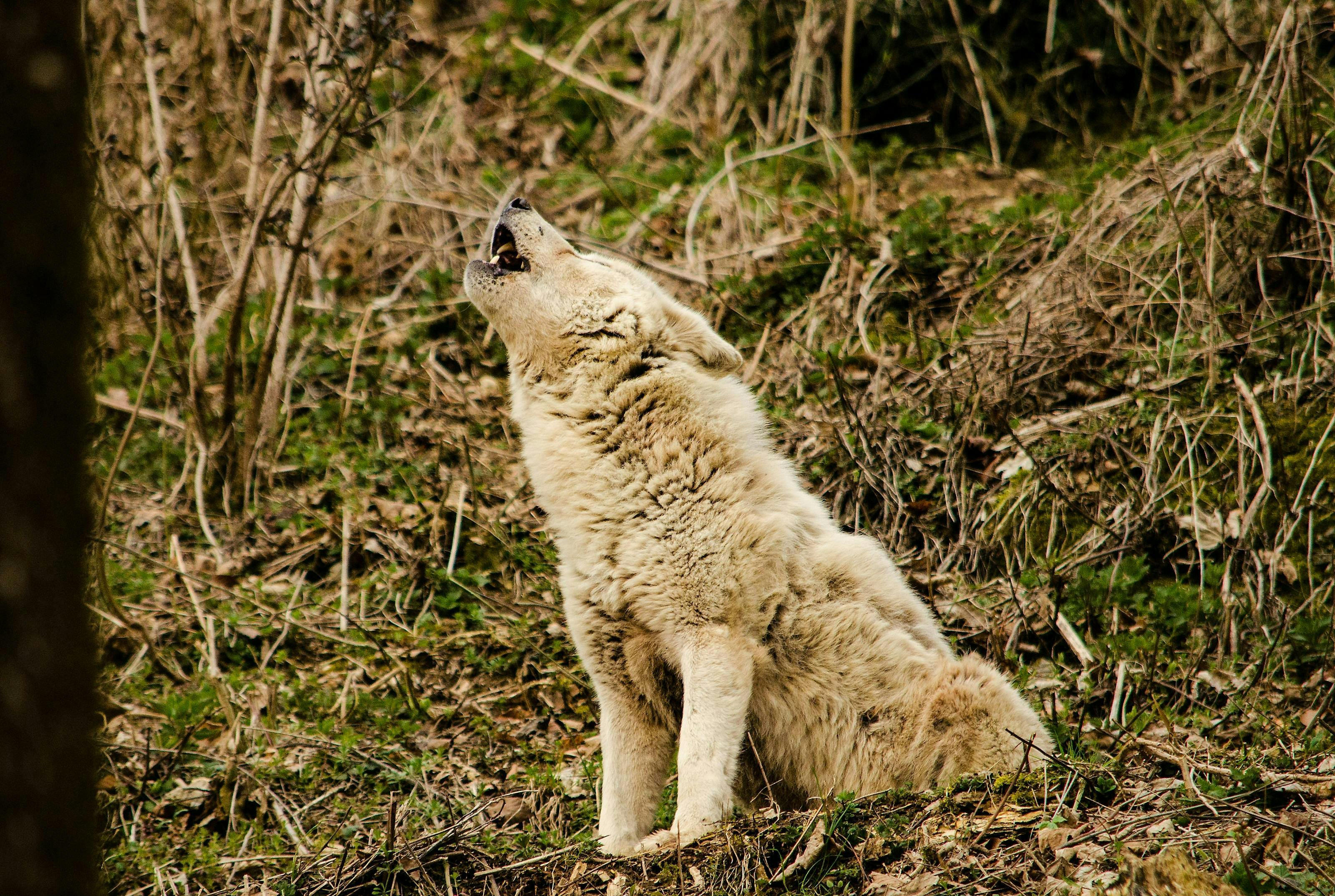 wolf howls in the forest