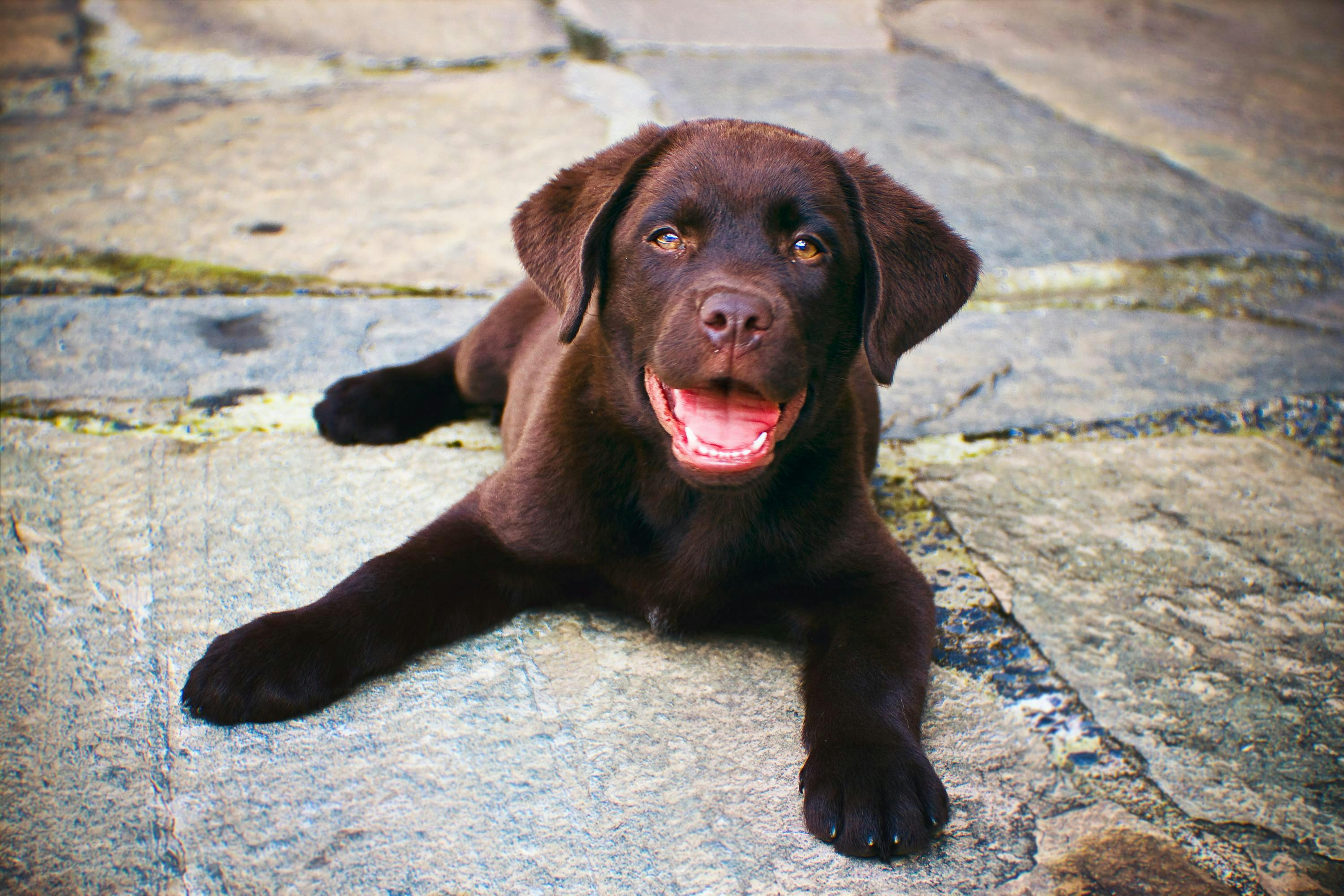 A brown puppy lays on stone path