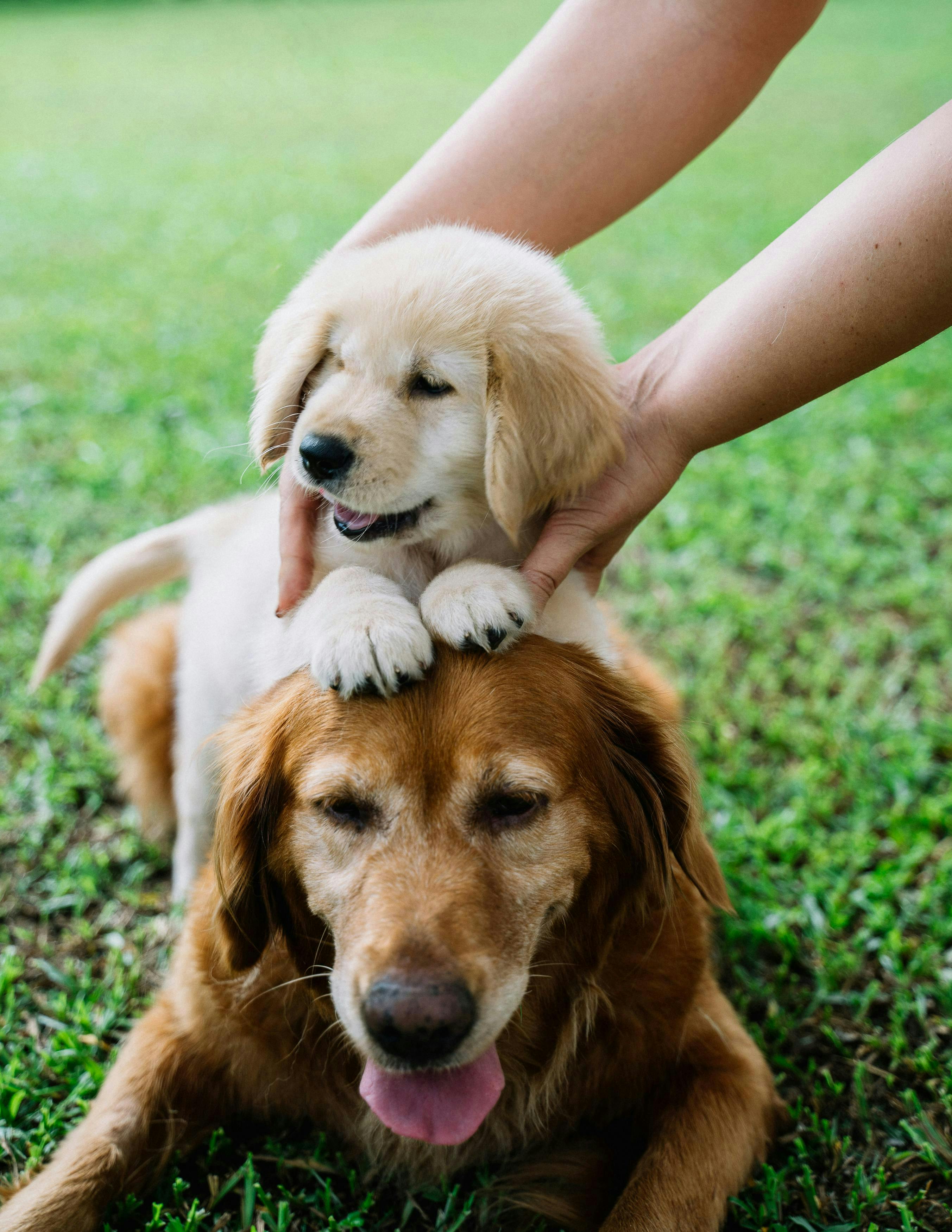 A woman holds a golden retriever puppy on an old golden retriever  