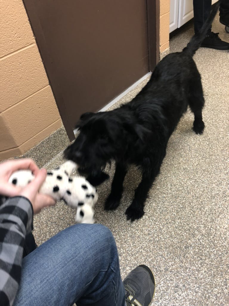 A man plays tug of war with a black dog at the Humane Society