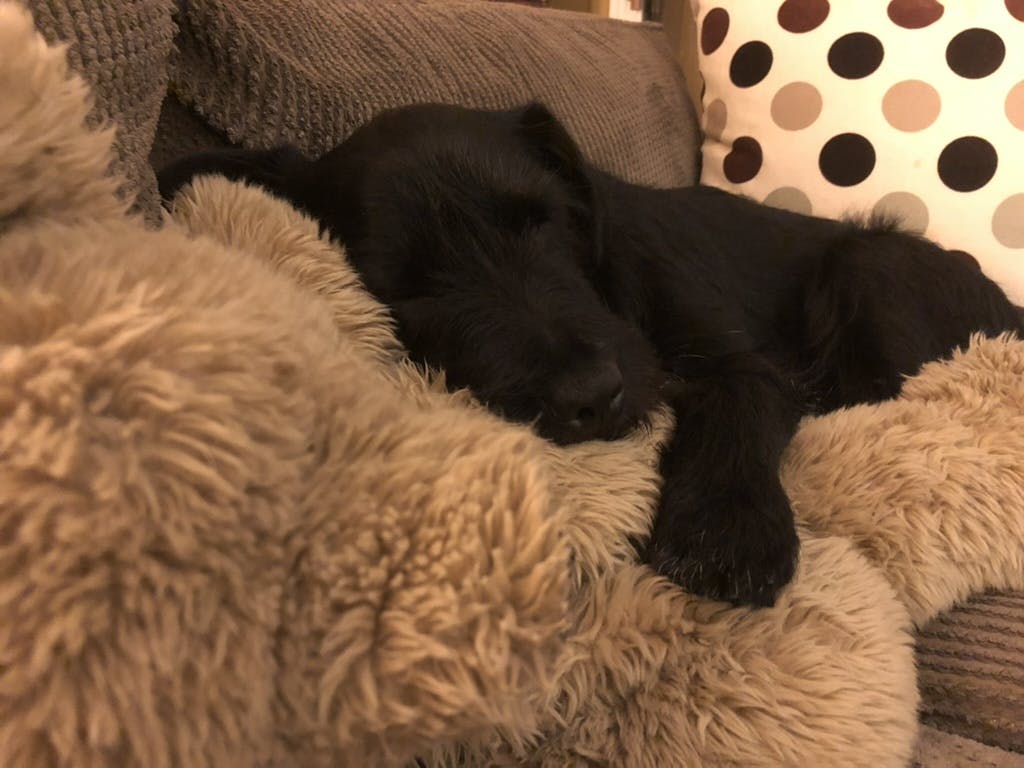 A black dog cuddles with a teddy bear