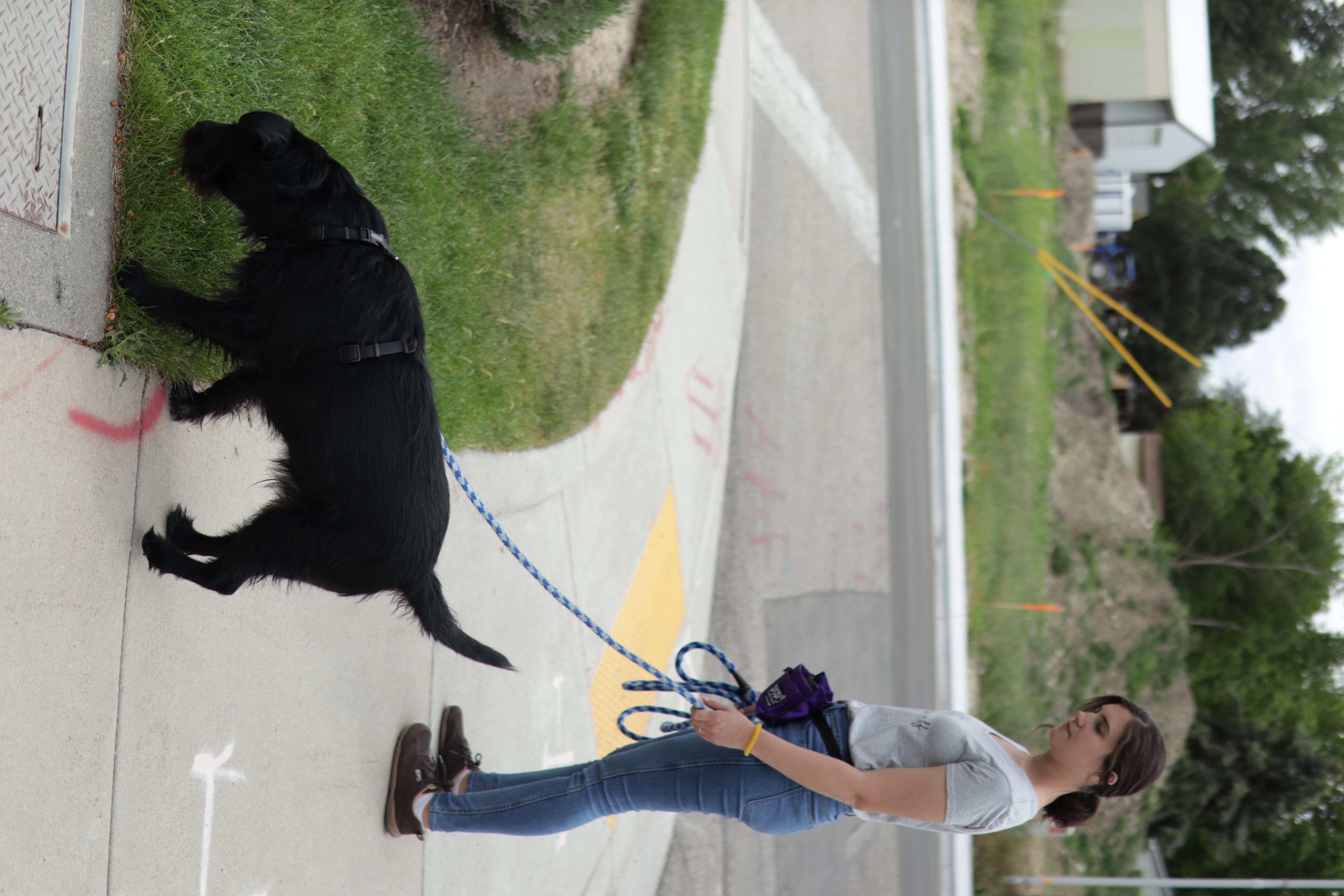 A woman watches her dog sniff a patch of grass while on a walk
