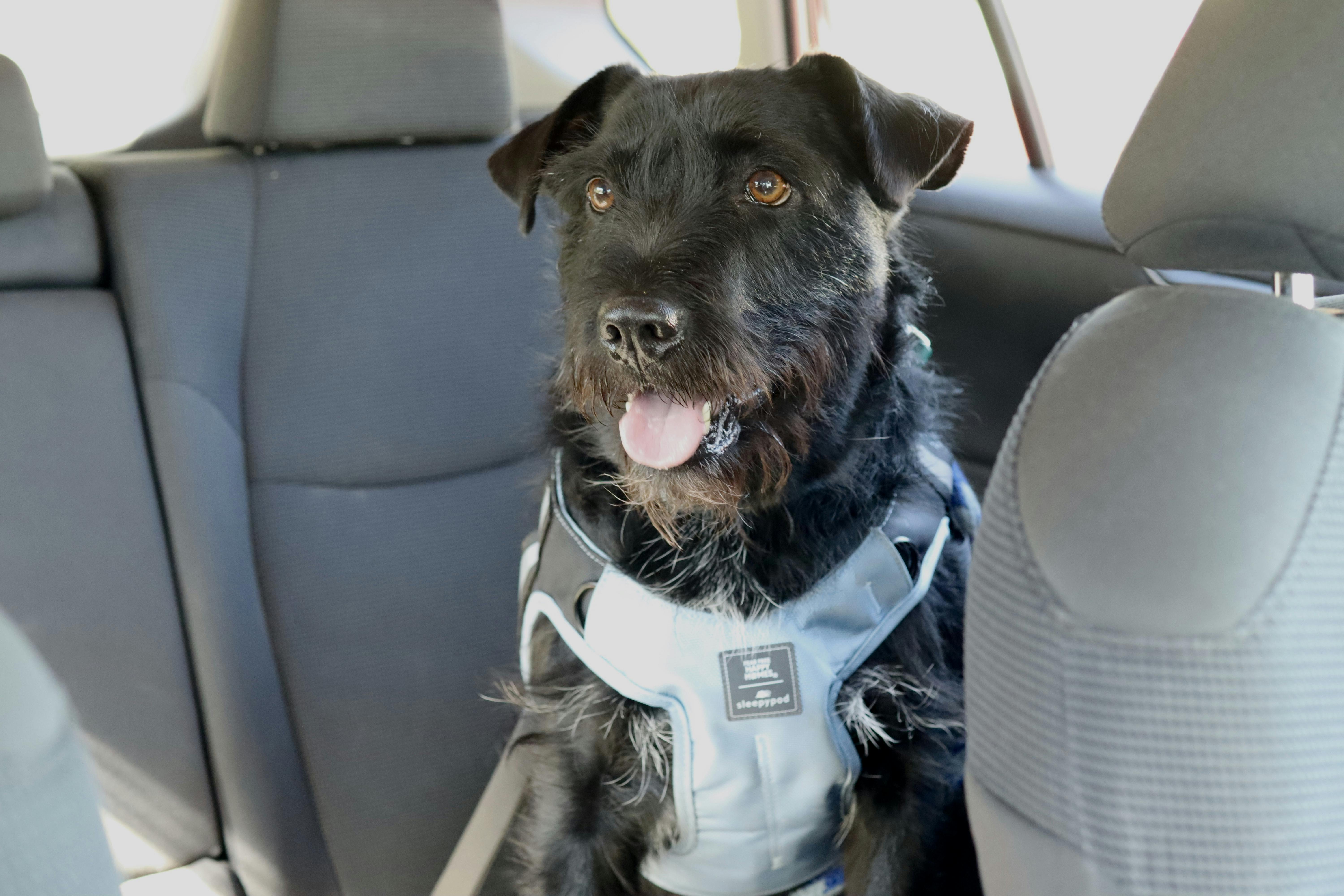 Black Dog Wears Clickit Terrain Plus in Car