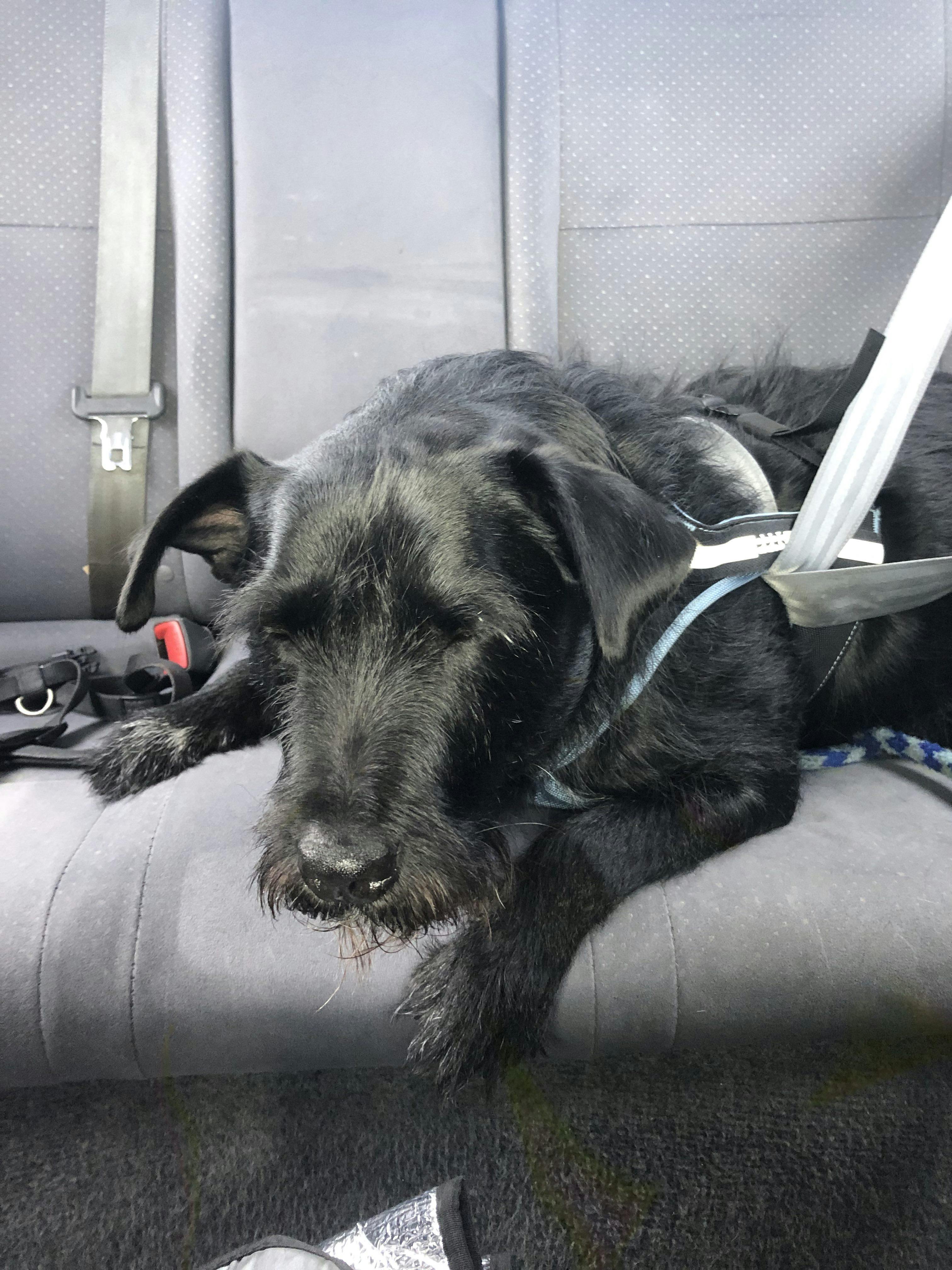 Black Dog Sleeps While Buckled In with The Sleepypod Clickit Terrain Plus