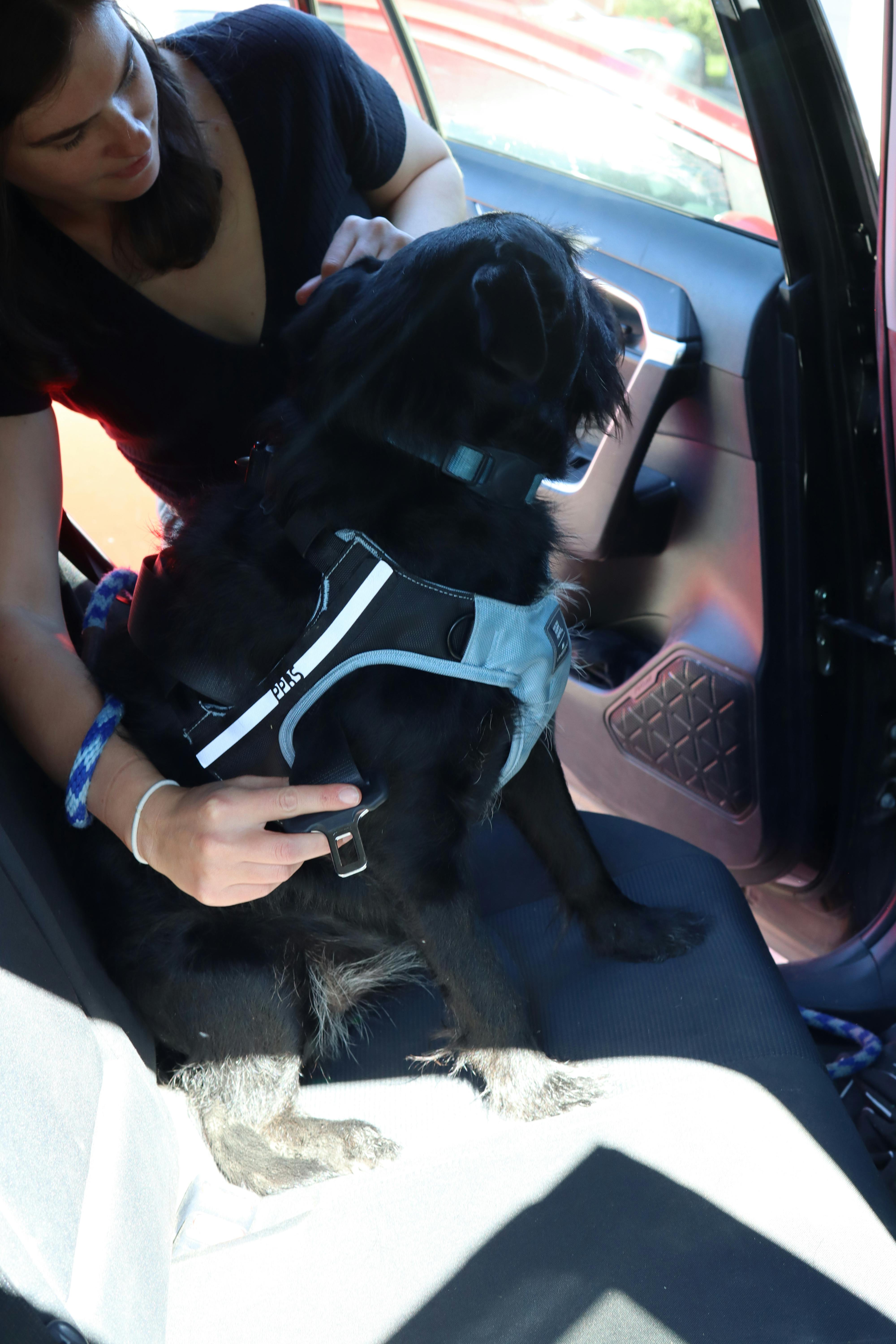 A woman buckles a black dog in the car using the SleepyPod Clickit Terrain Plus