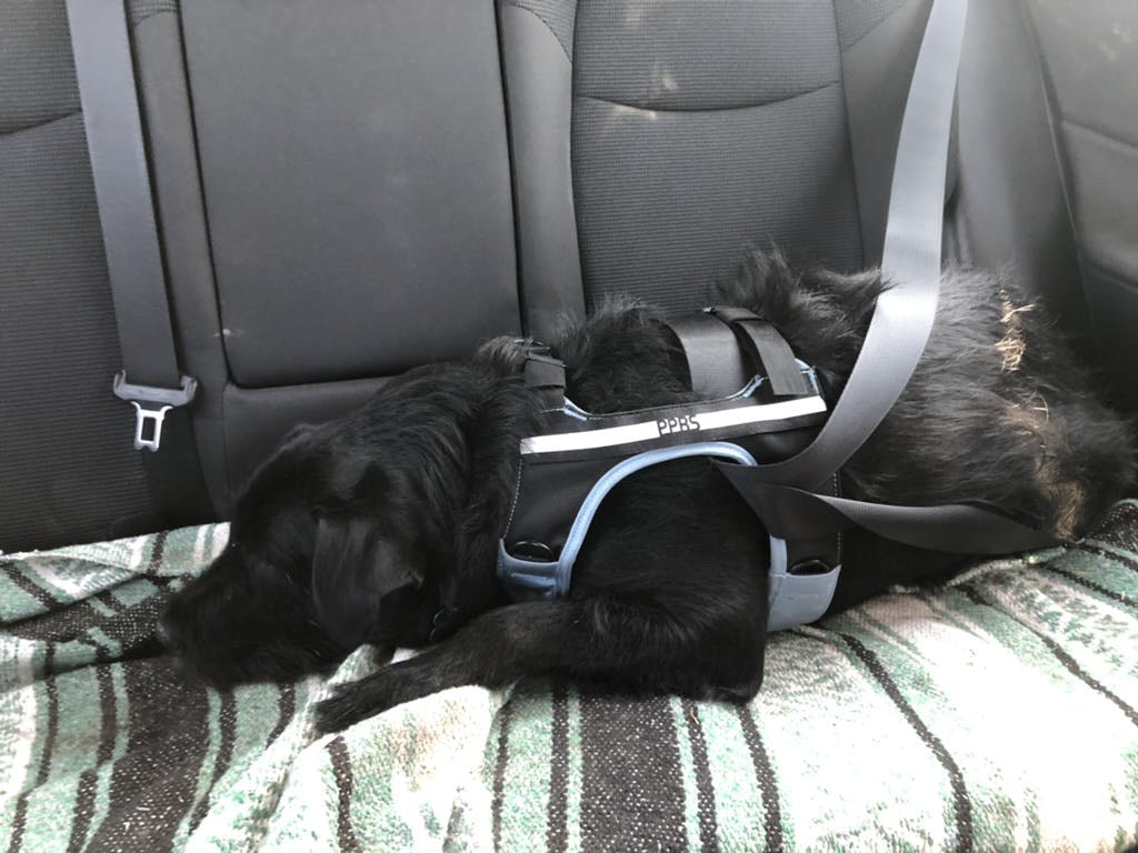 A black dog sleeping while wearing the SleepyPod Clickit Terrain Plus